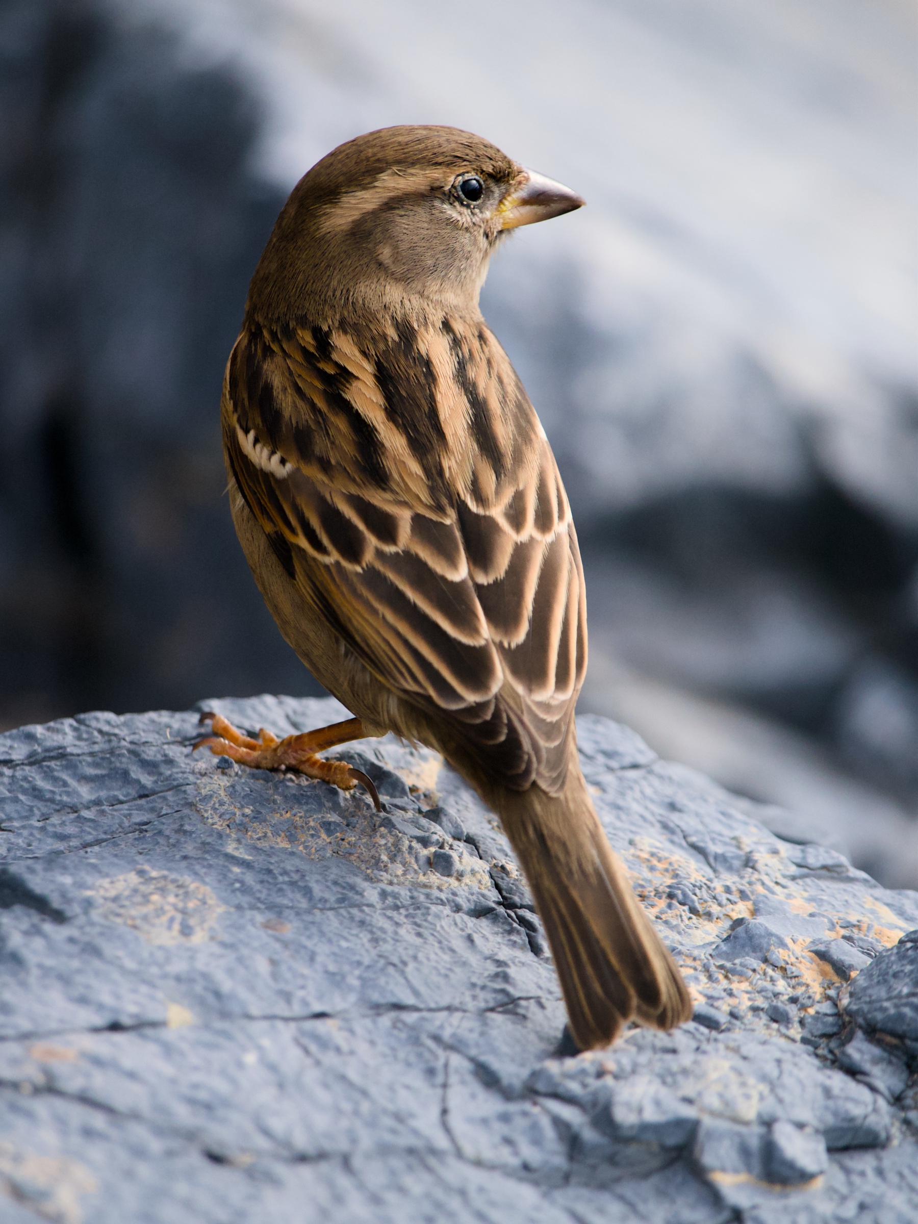 Passero