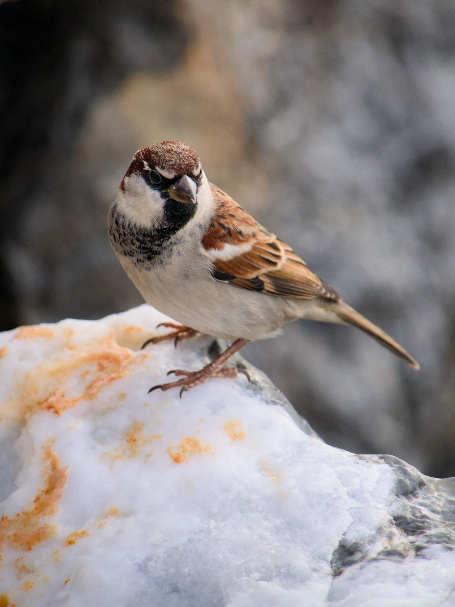 Passero