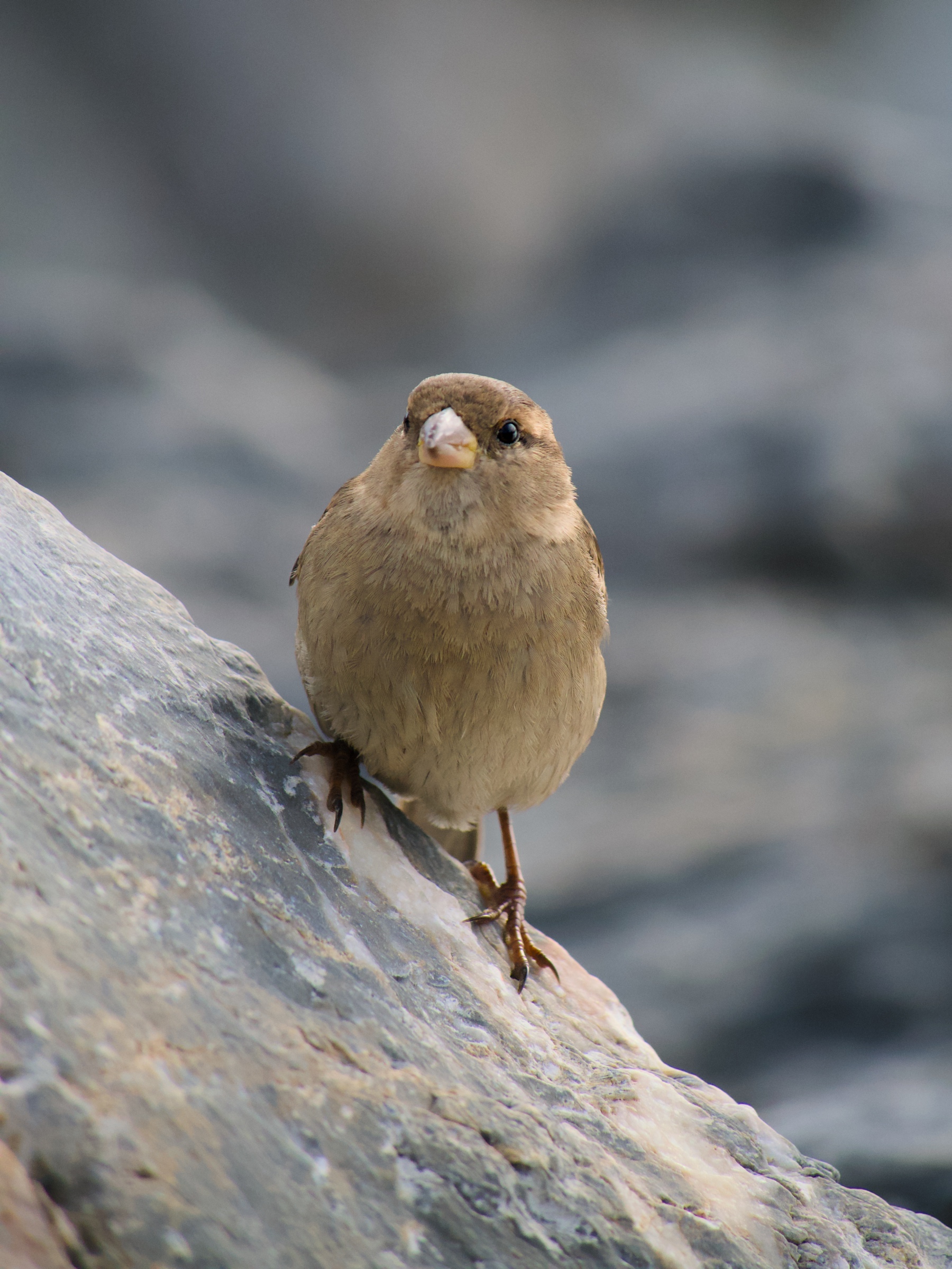 Passero