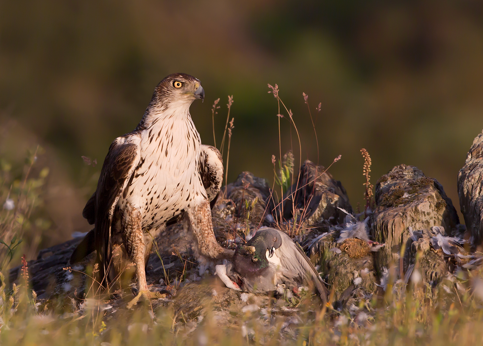 aquila del Bonelli