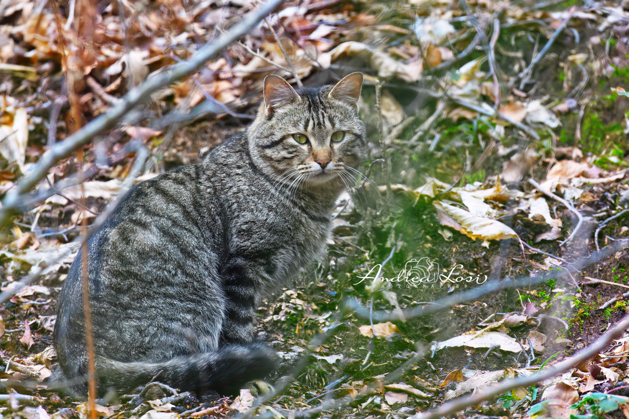 Wildcat