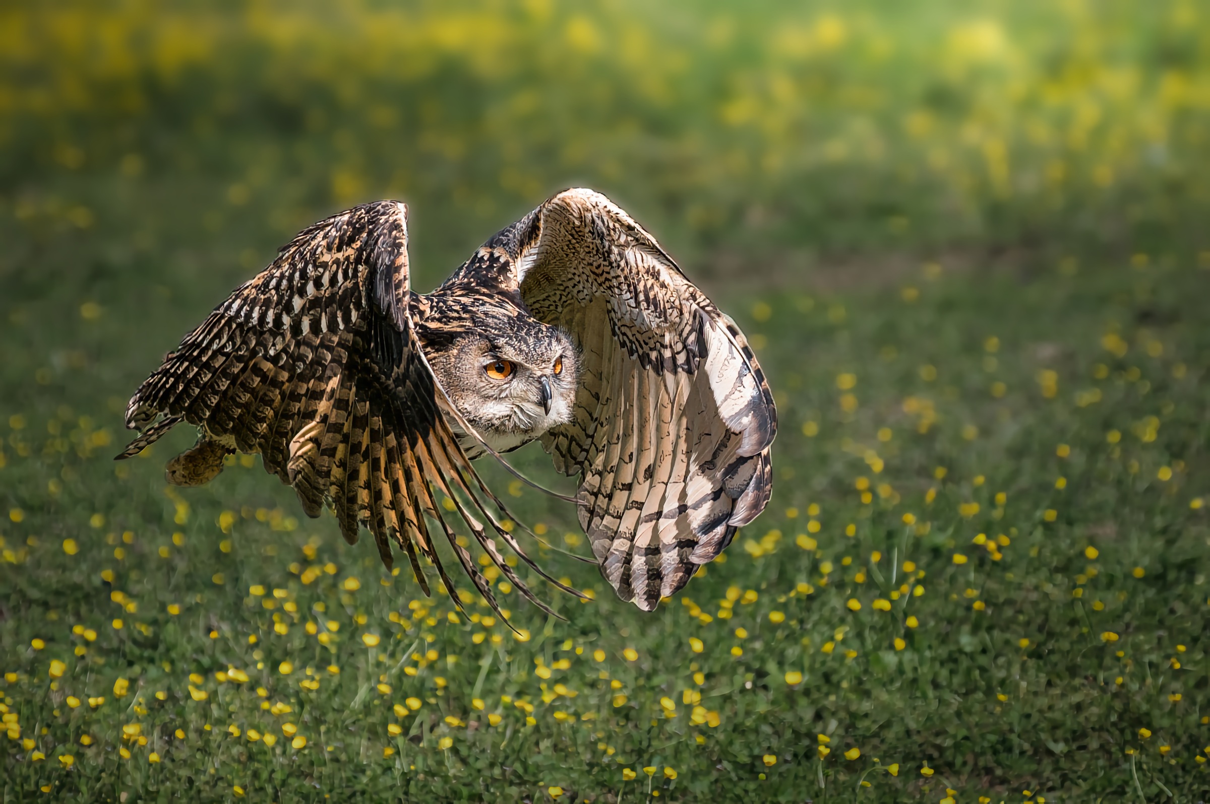 Eagle Owl