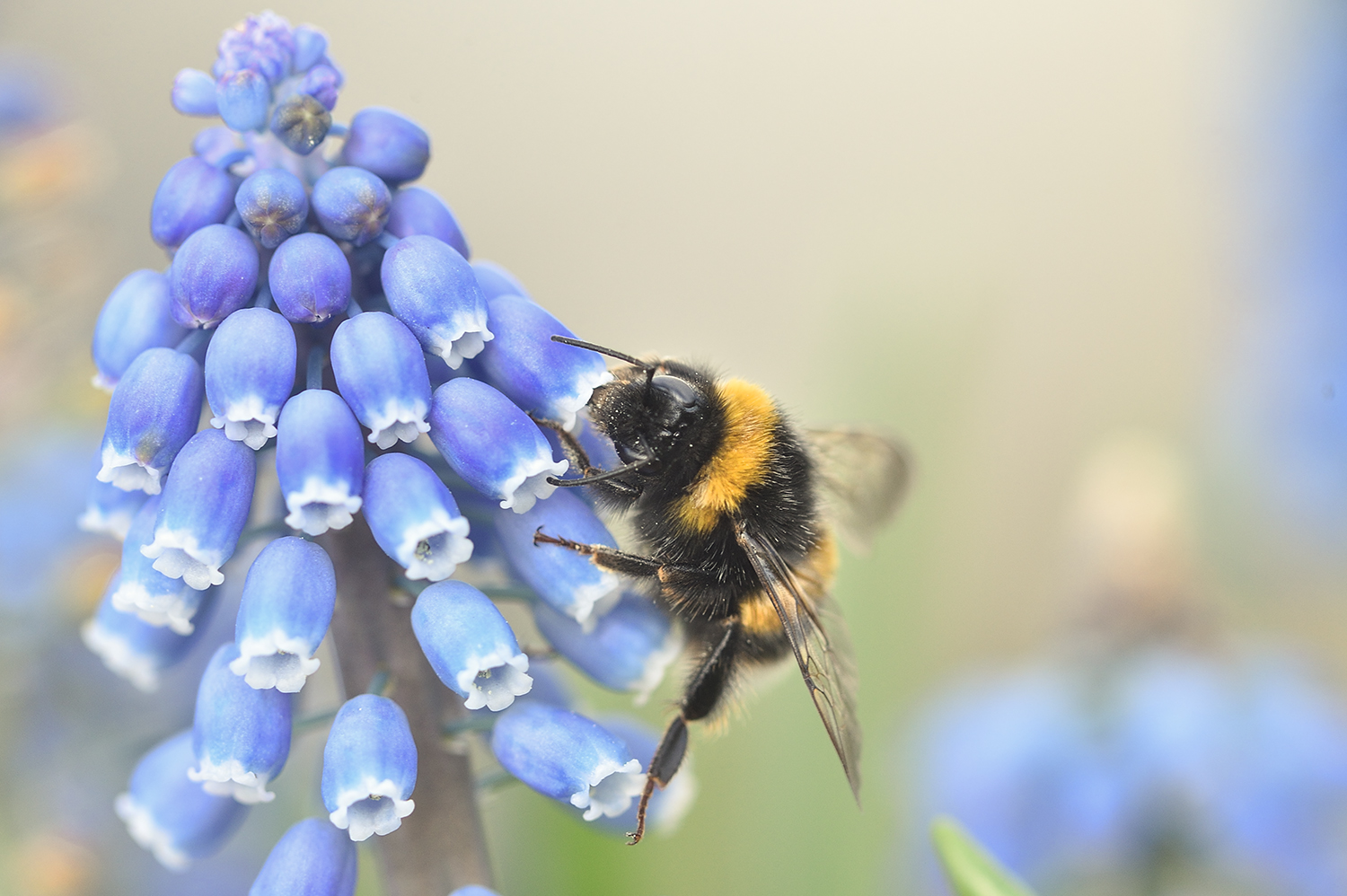 Primo bombo della stagiome