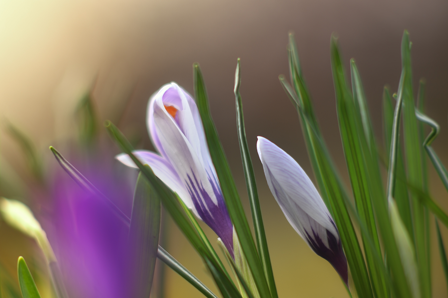 Crocus