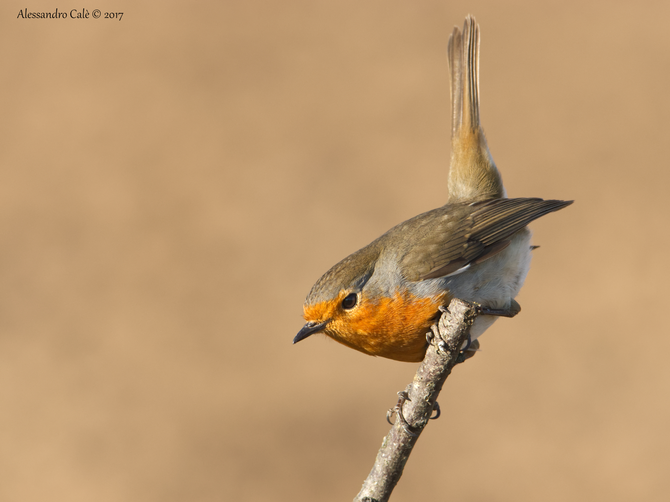 Erithacus nubecola (Robin) 6188