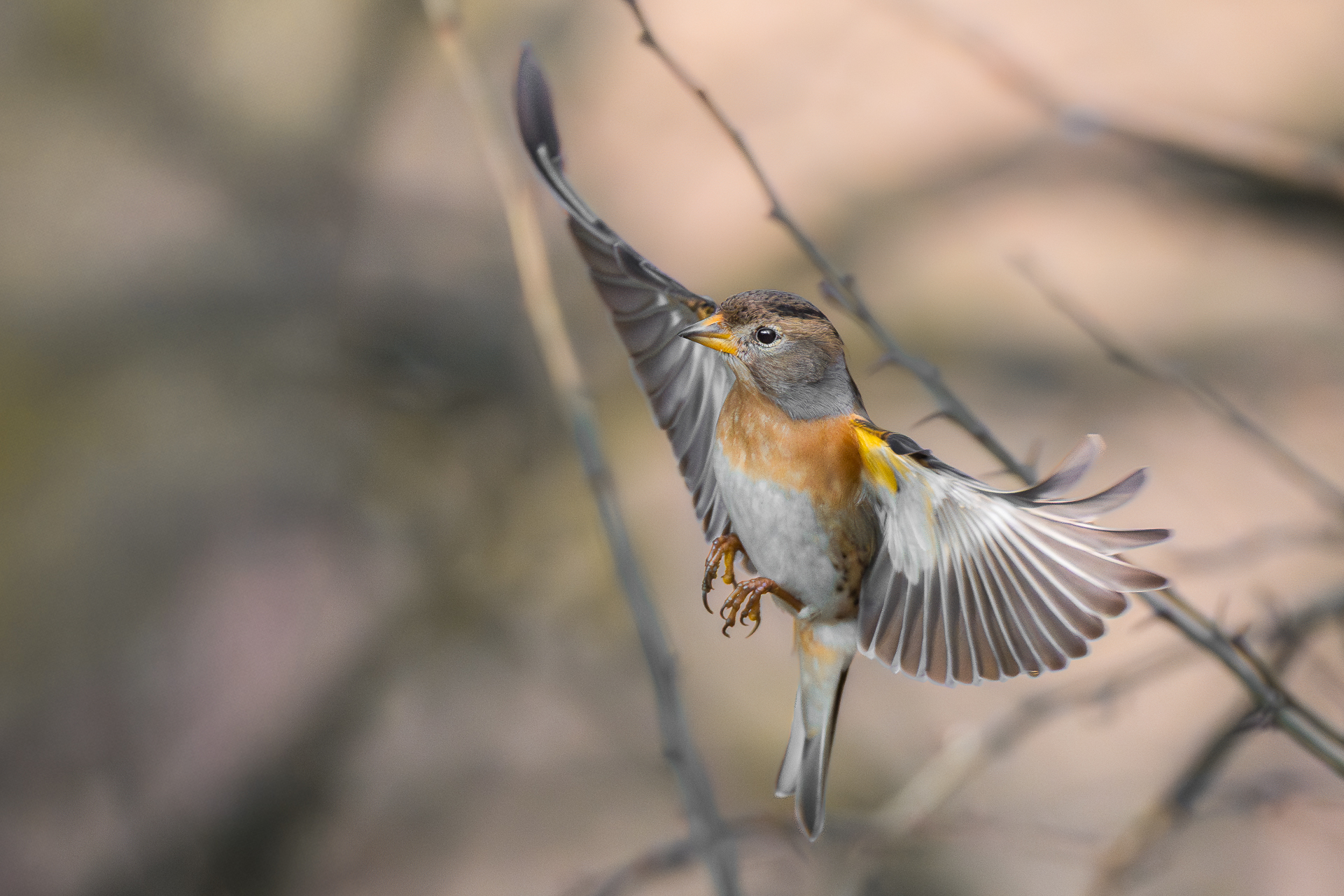 Adaptability and sociability