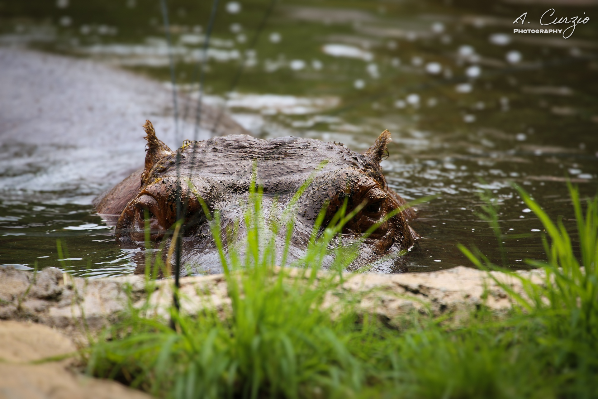 Nessie, is that you?