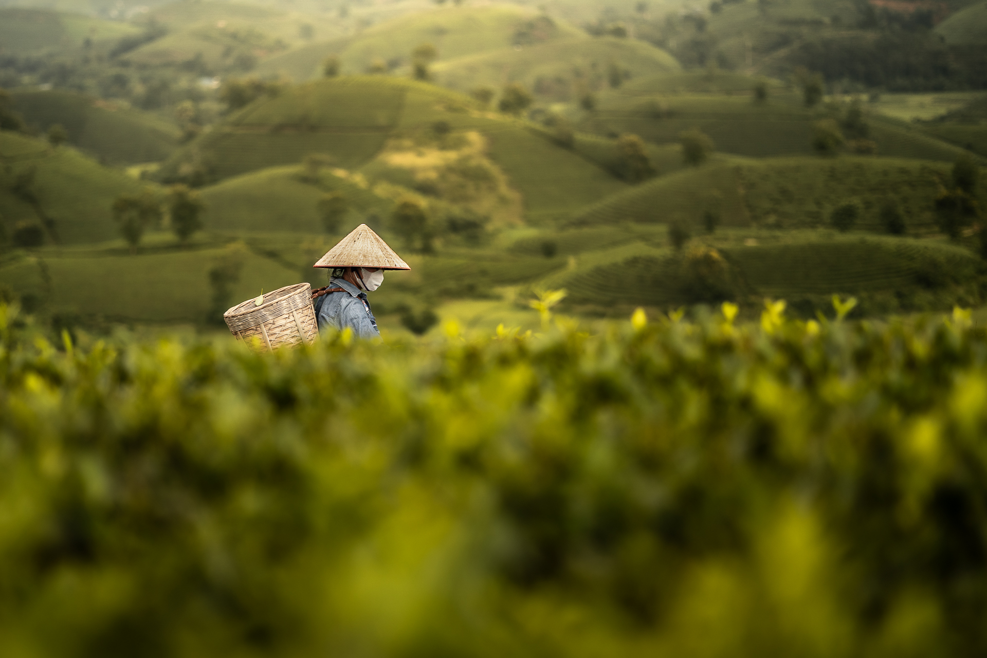 Harvesting tea