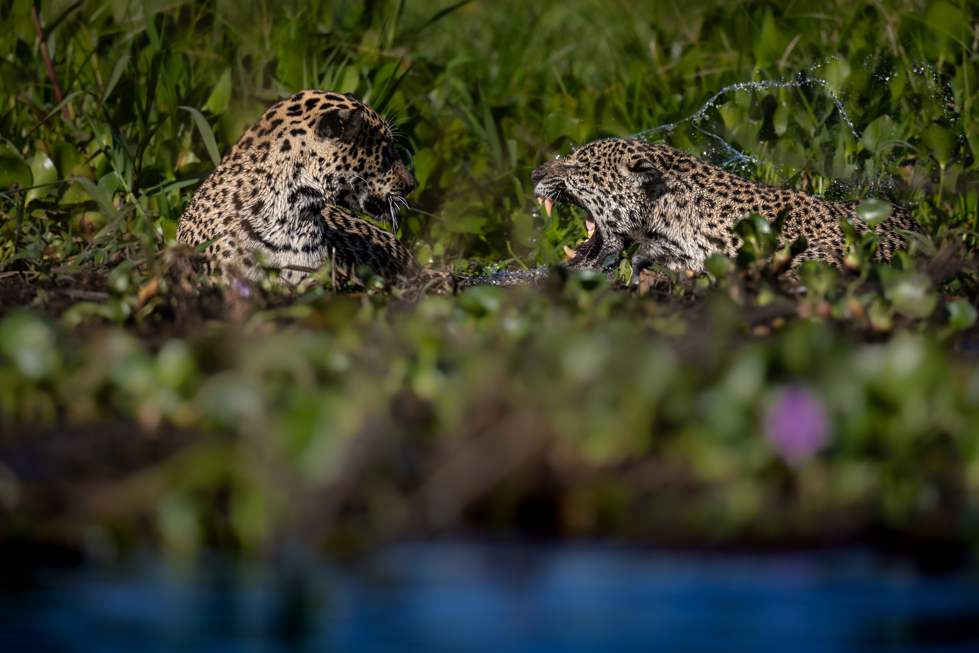 Jaguar quarrel
