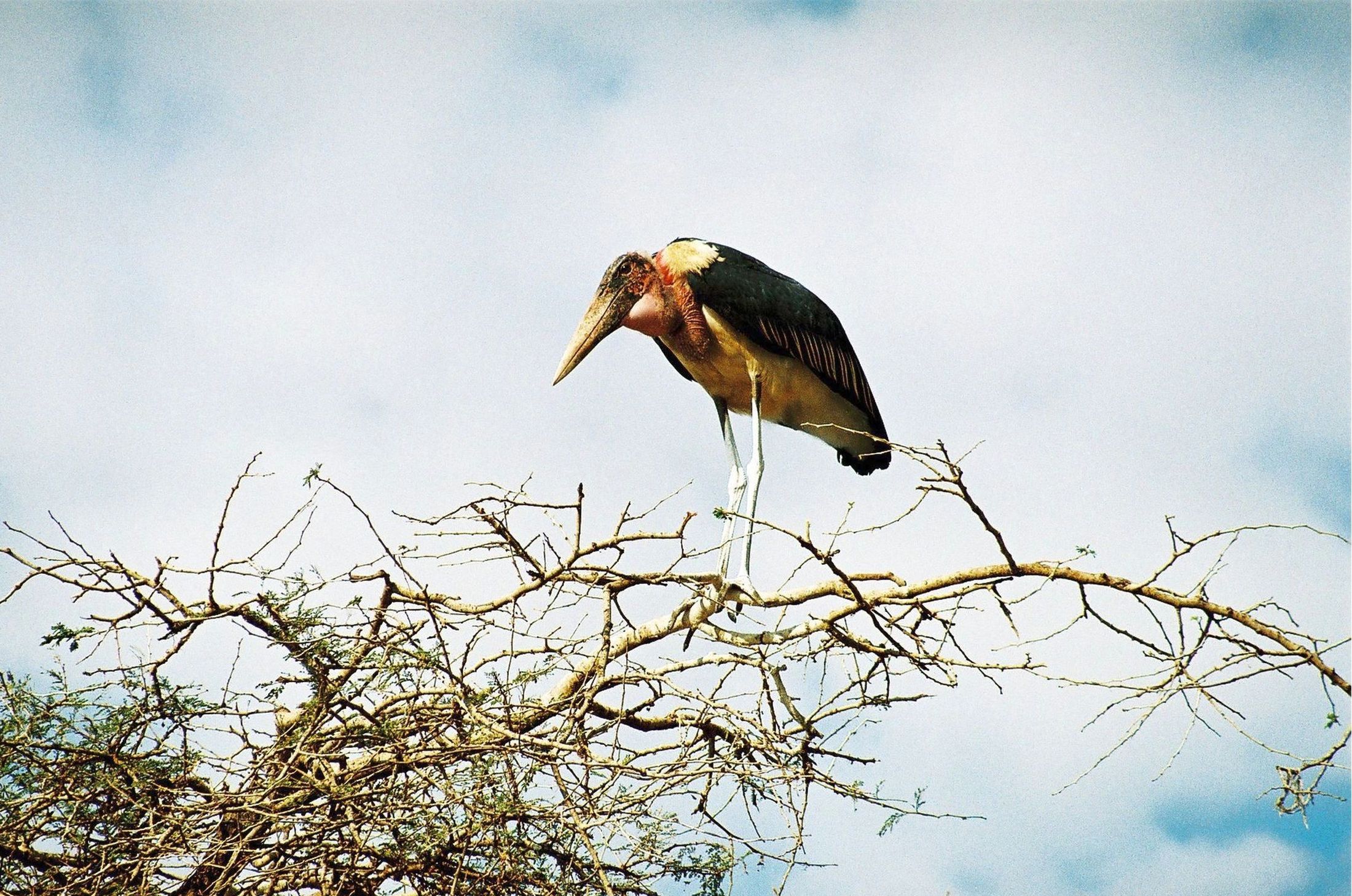 The marabou