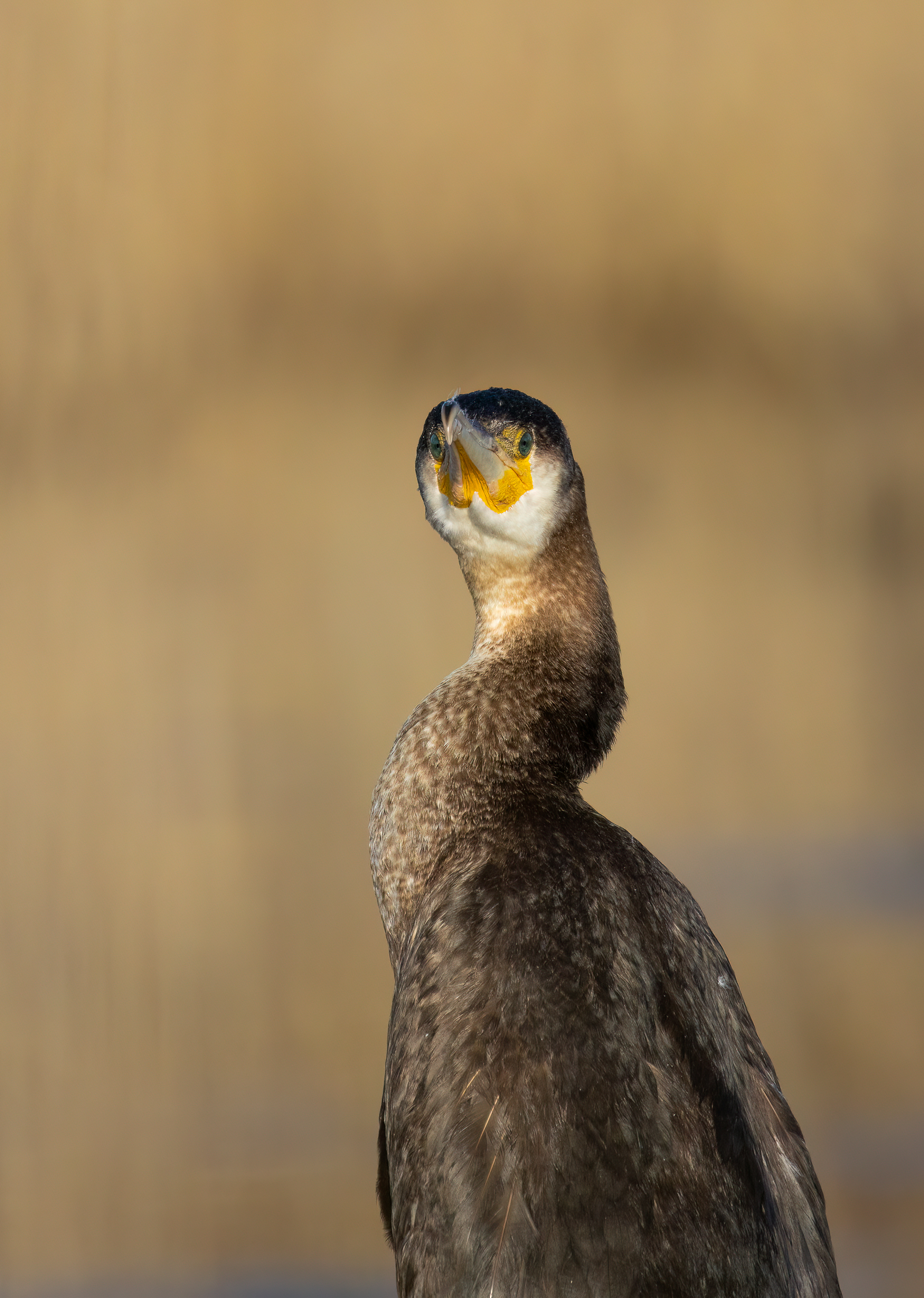 Cormorant