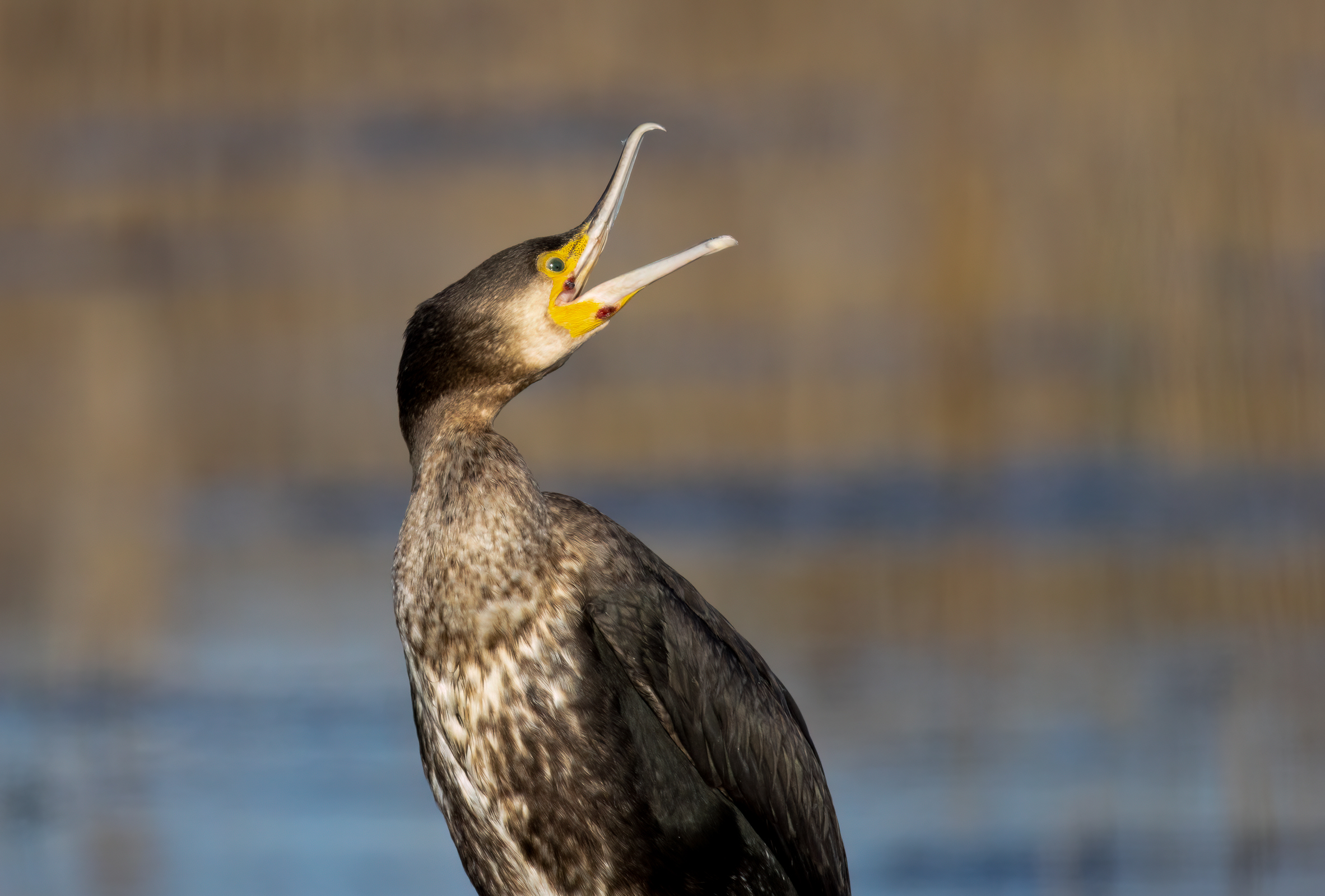 Cormorant