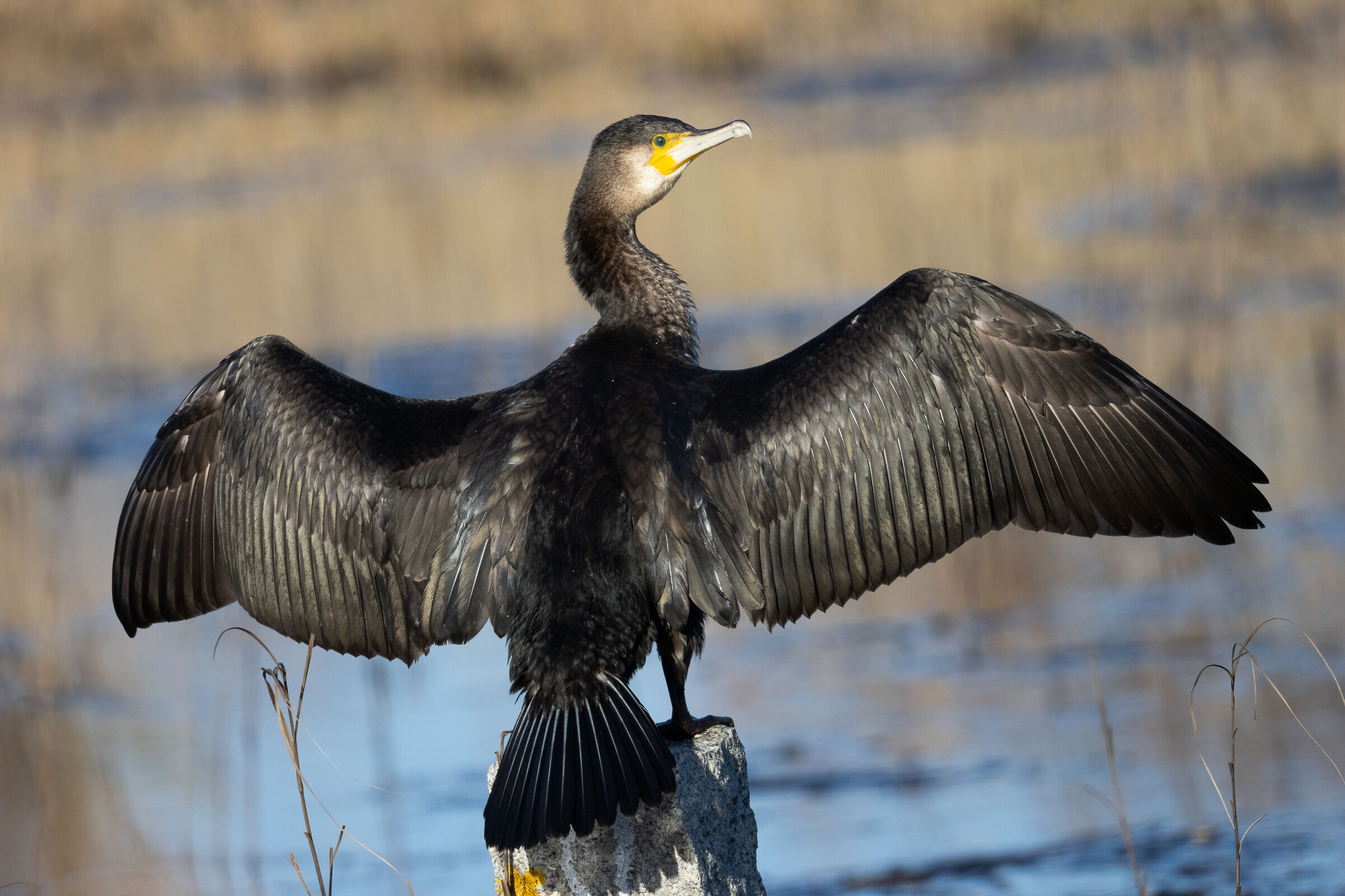 Cormorant