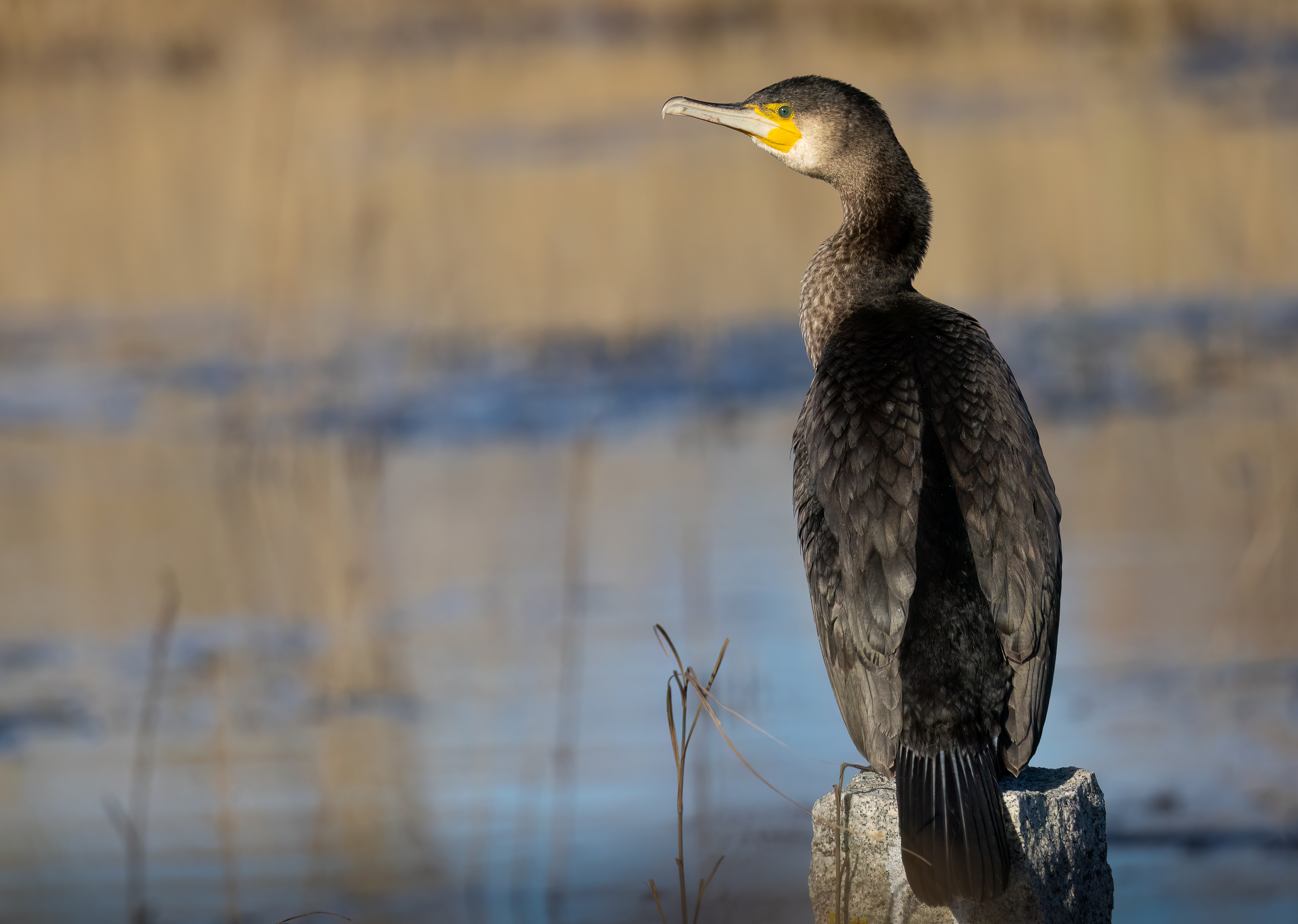 Cormorant