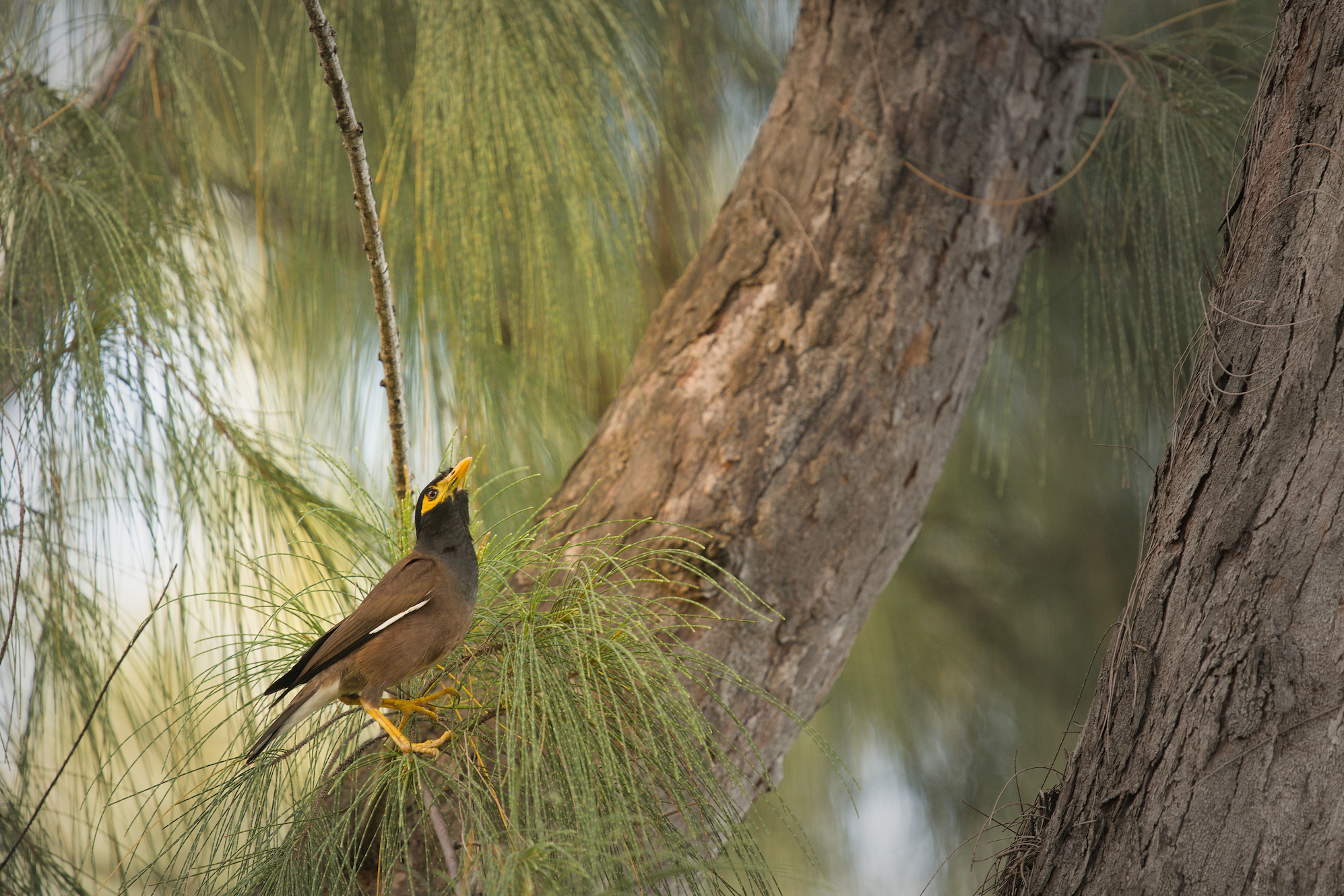 Common Myna, sad starling