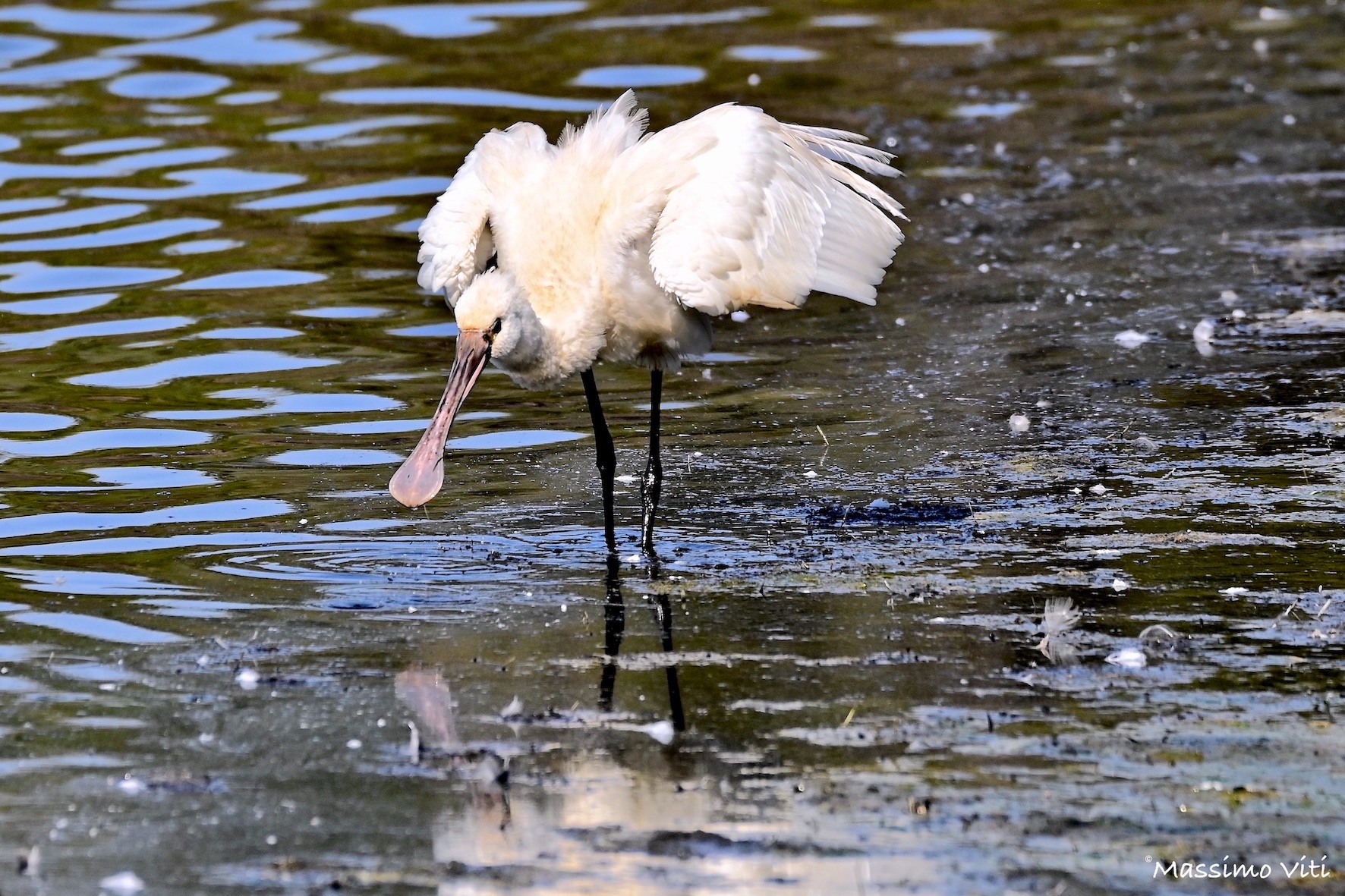 Spoonbill (Platalea leucorodia) ... matted