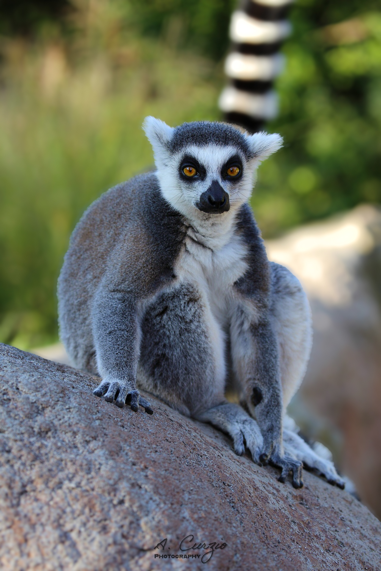 King Julien!