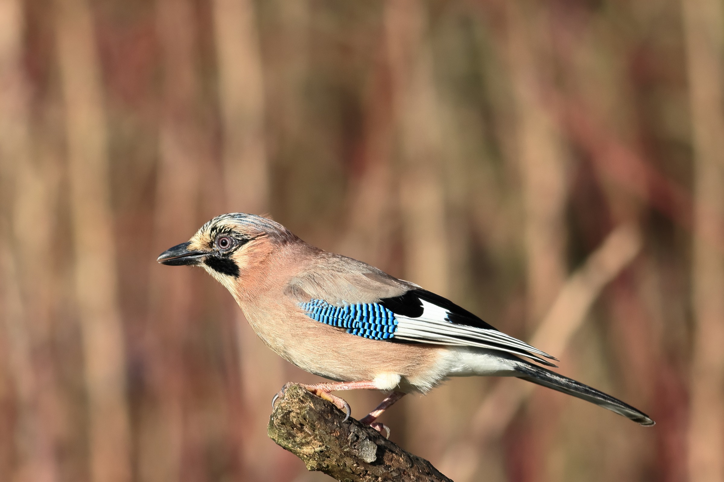 jay