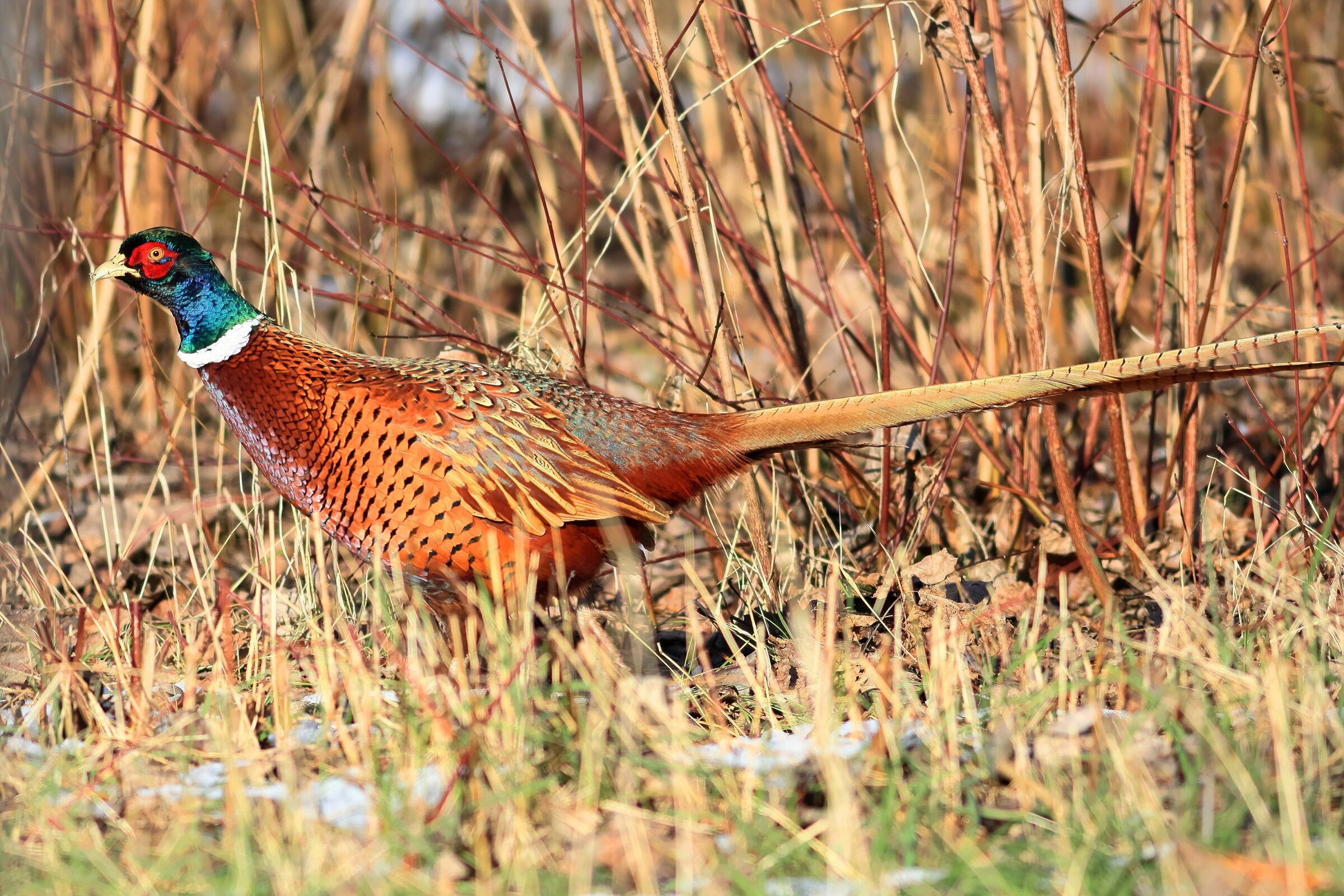 pheasant