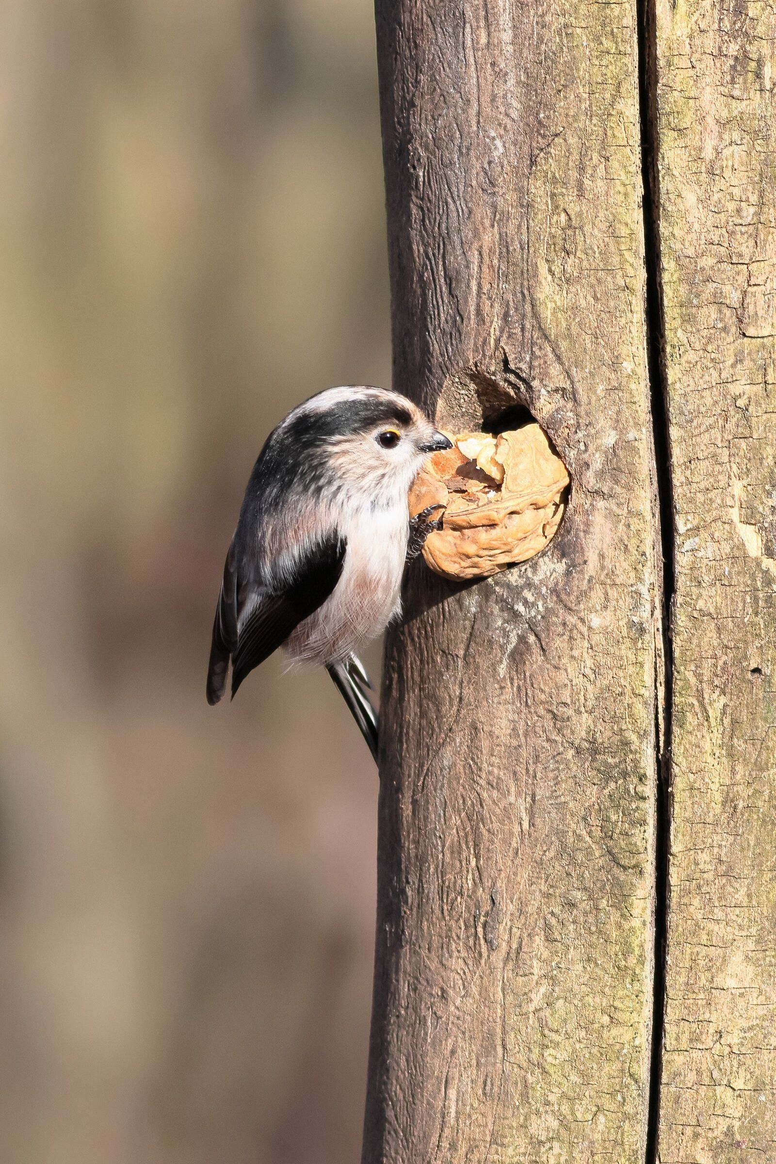Long-tailed