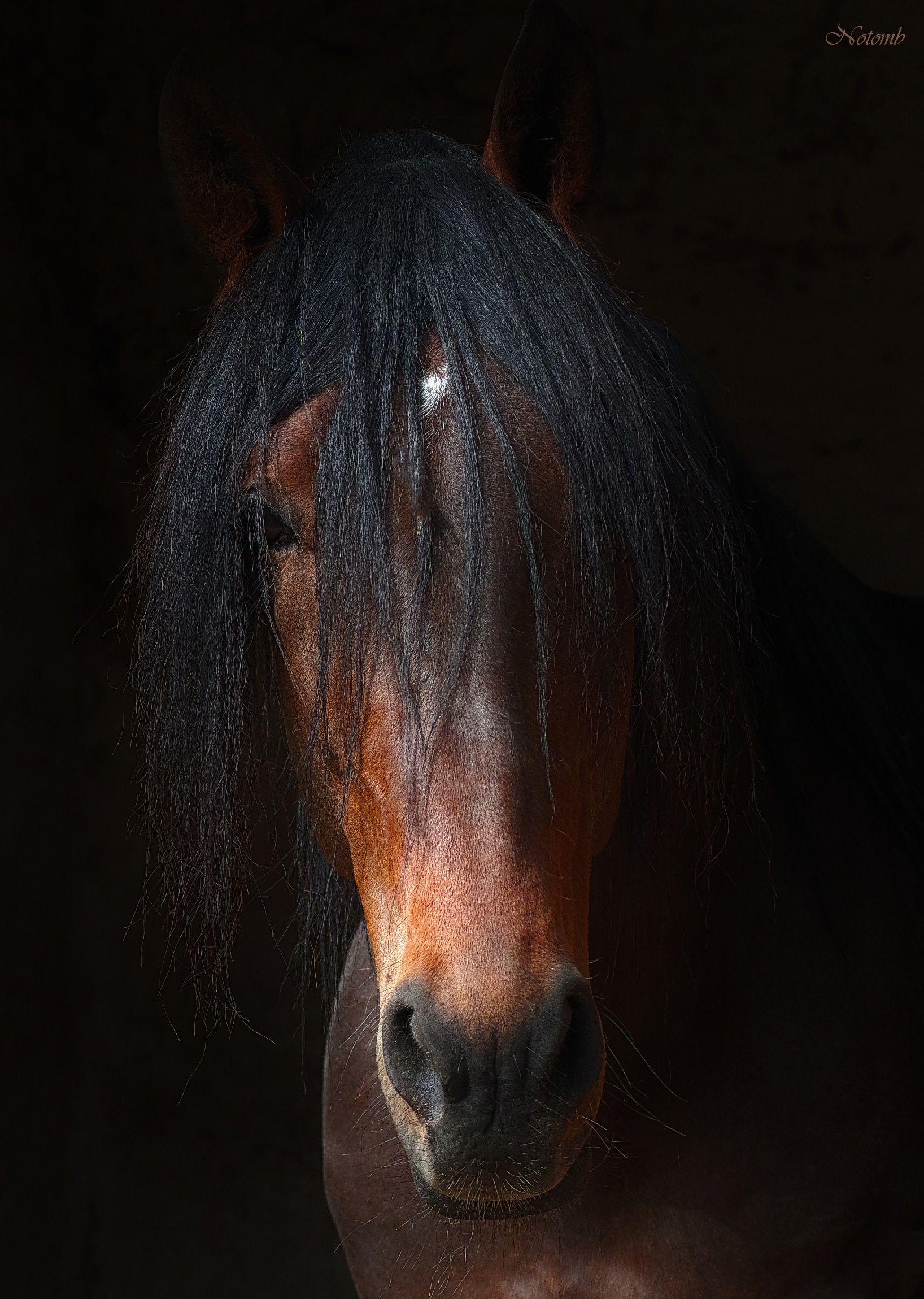 A horse with no name