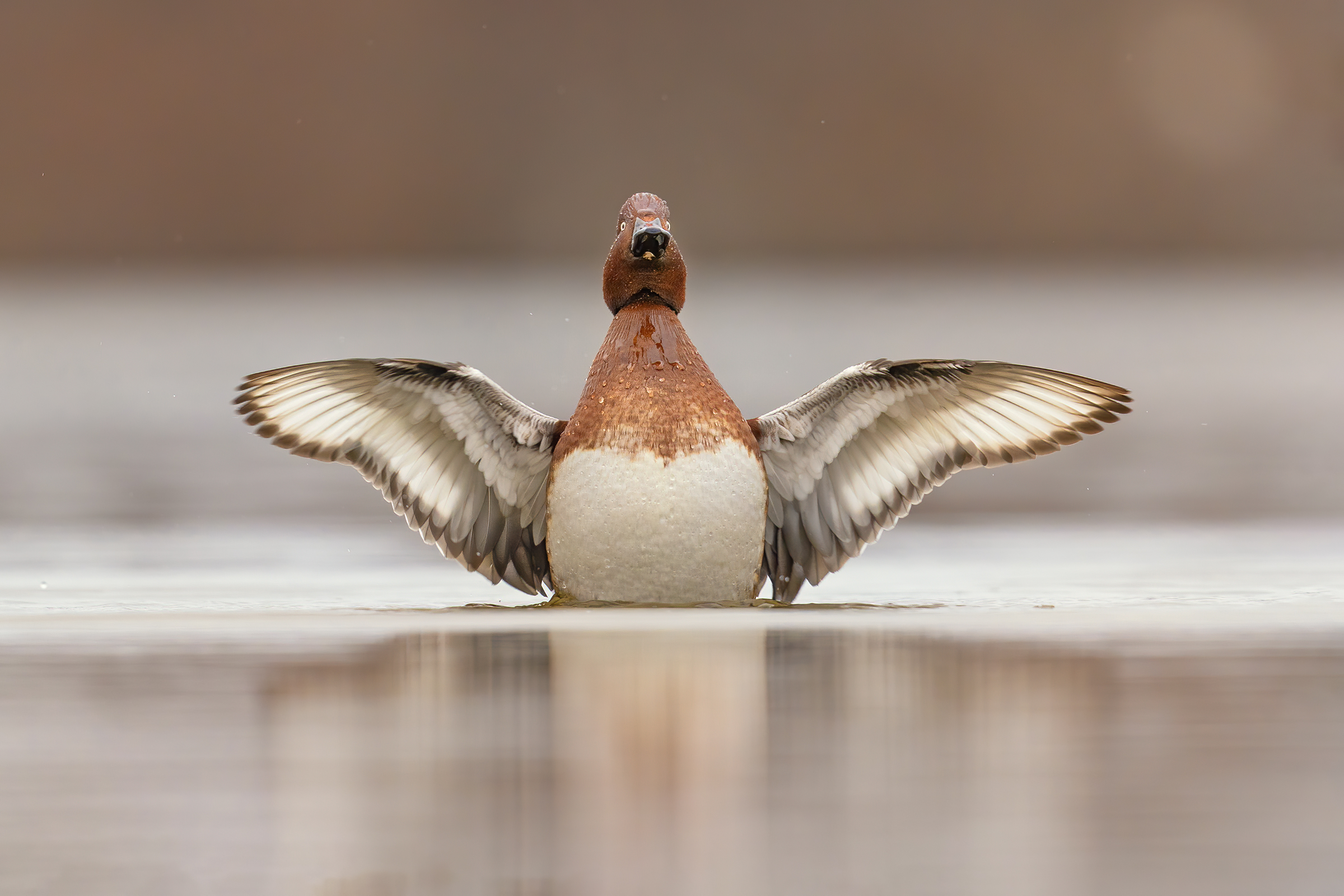 Ferruginous Duck
