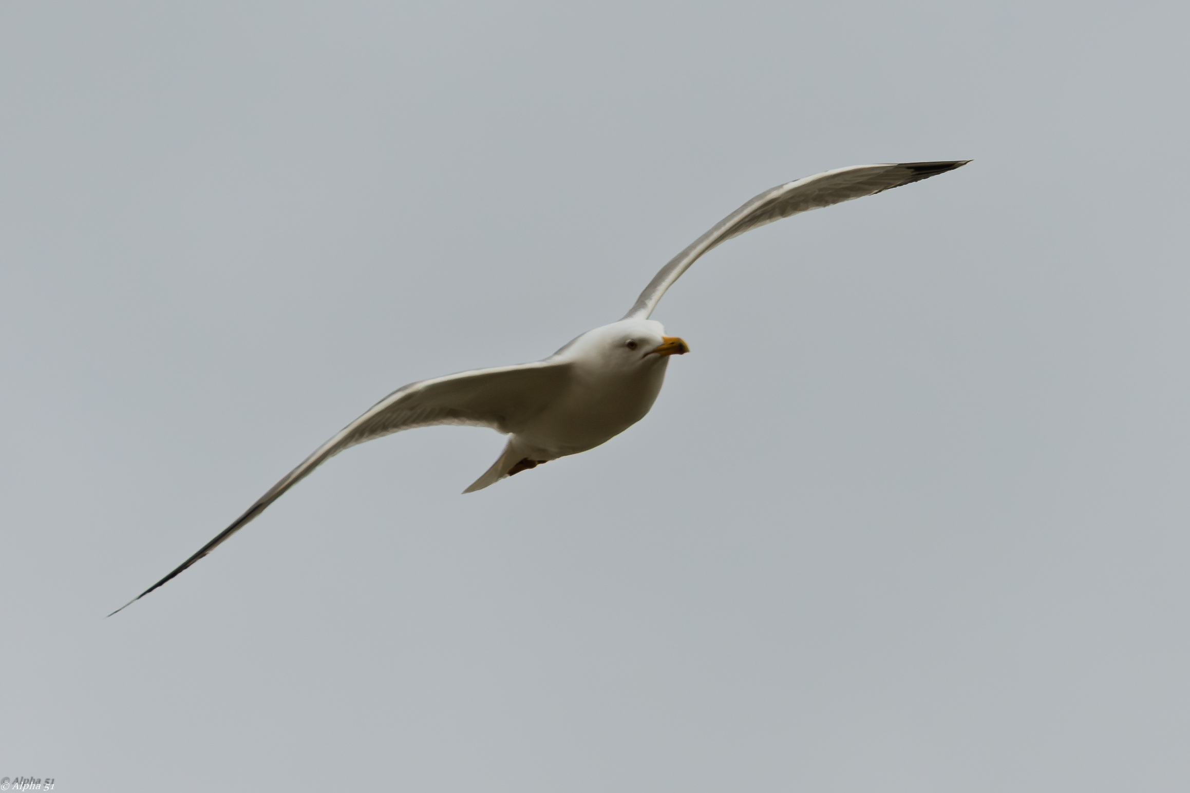 Seagull