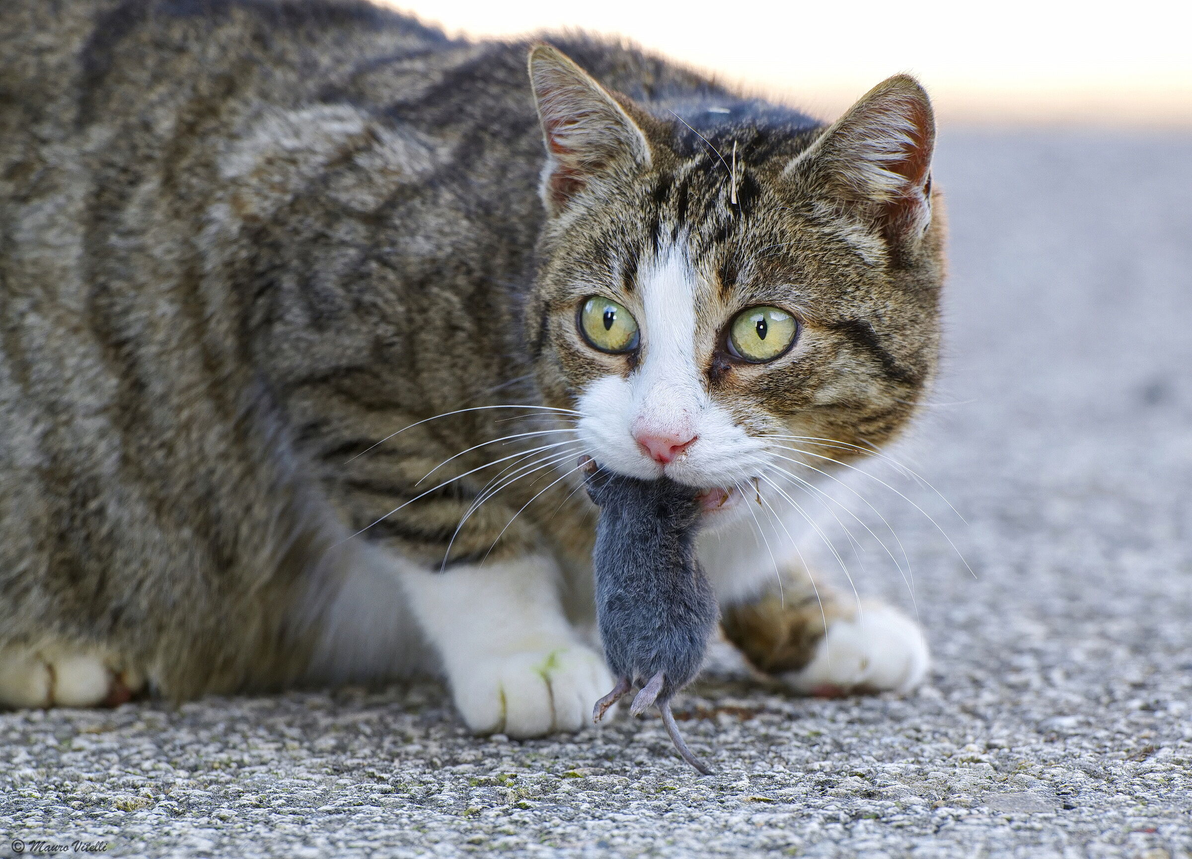 The Law of Survival...