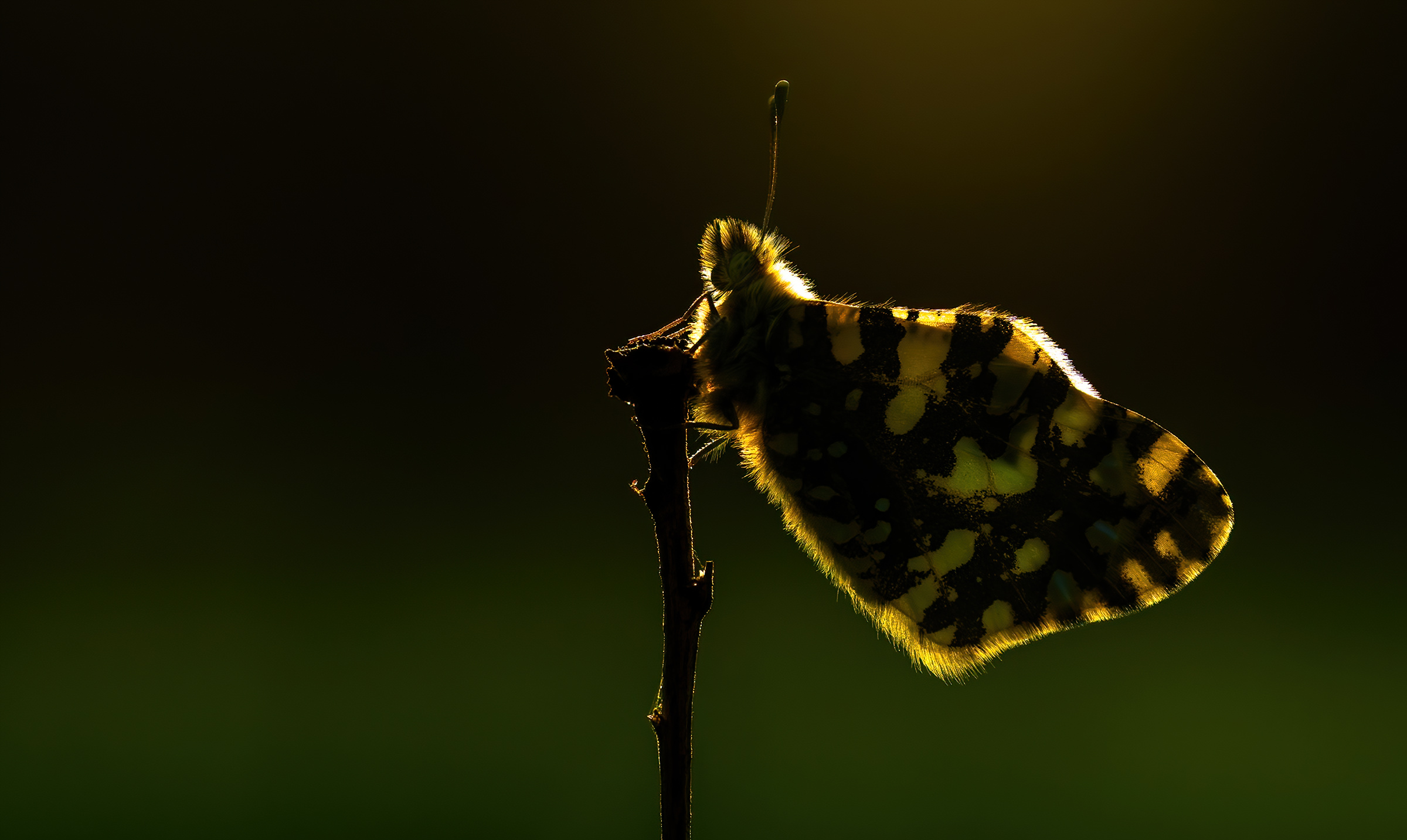 Backlit butterfly
