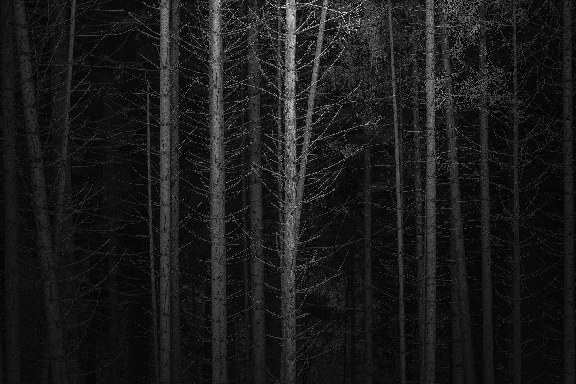 Foreverdark Woods