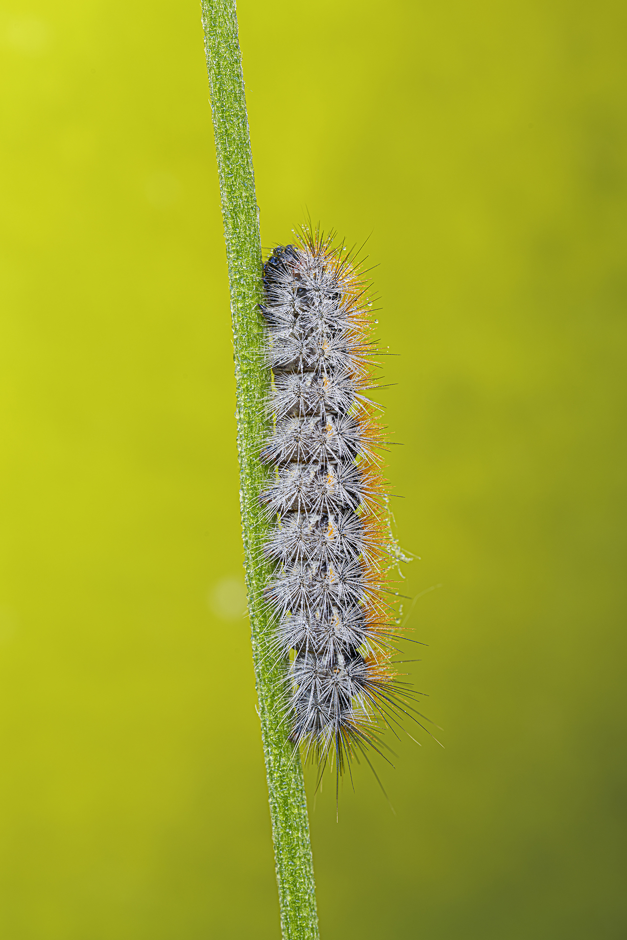 Ocnogyna boeticum