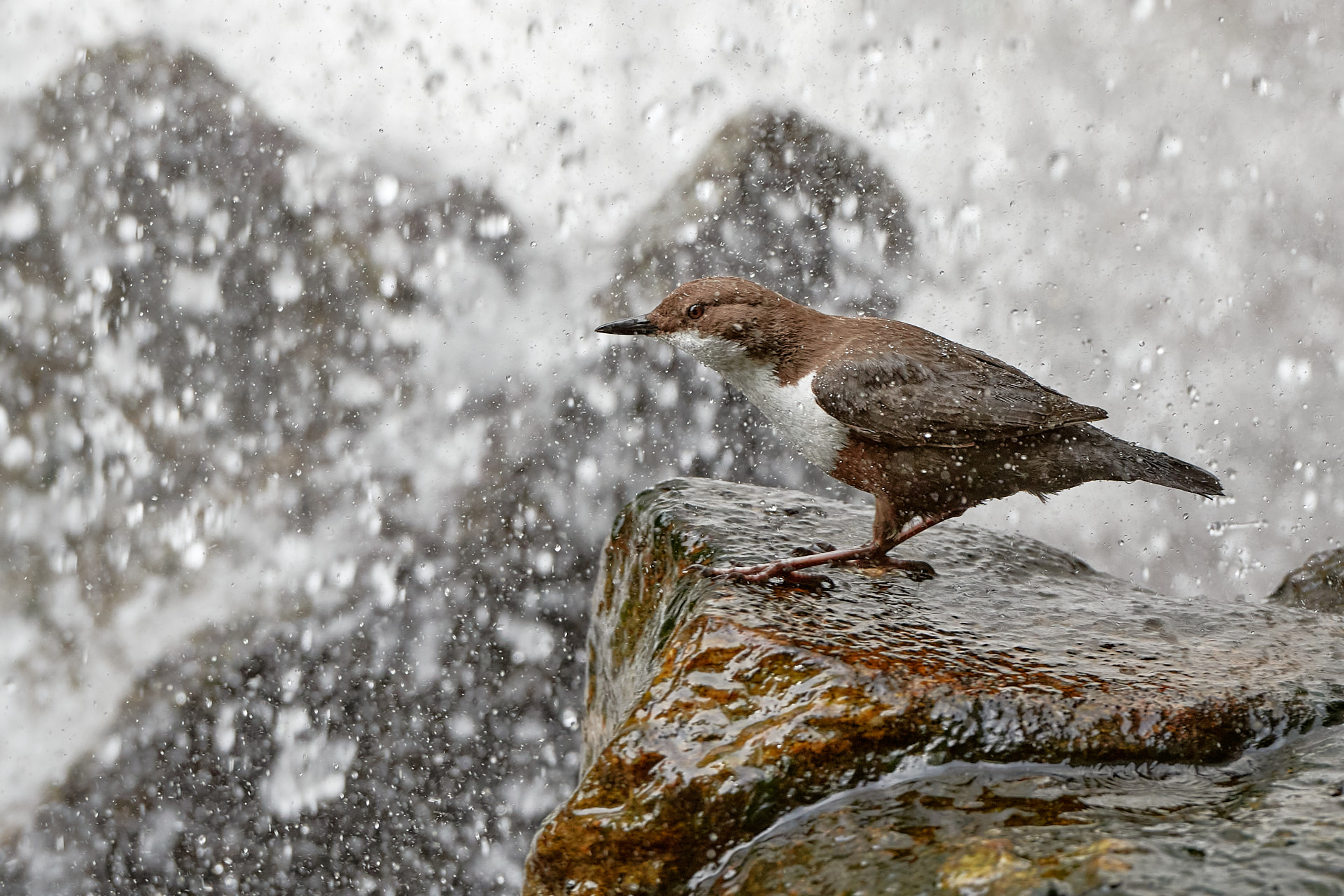 Dipper under the waterfall