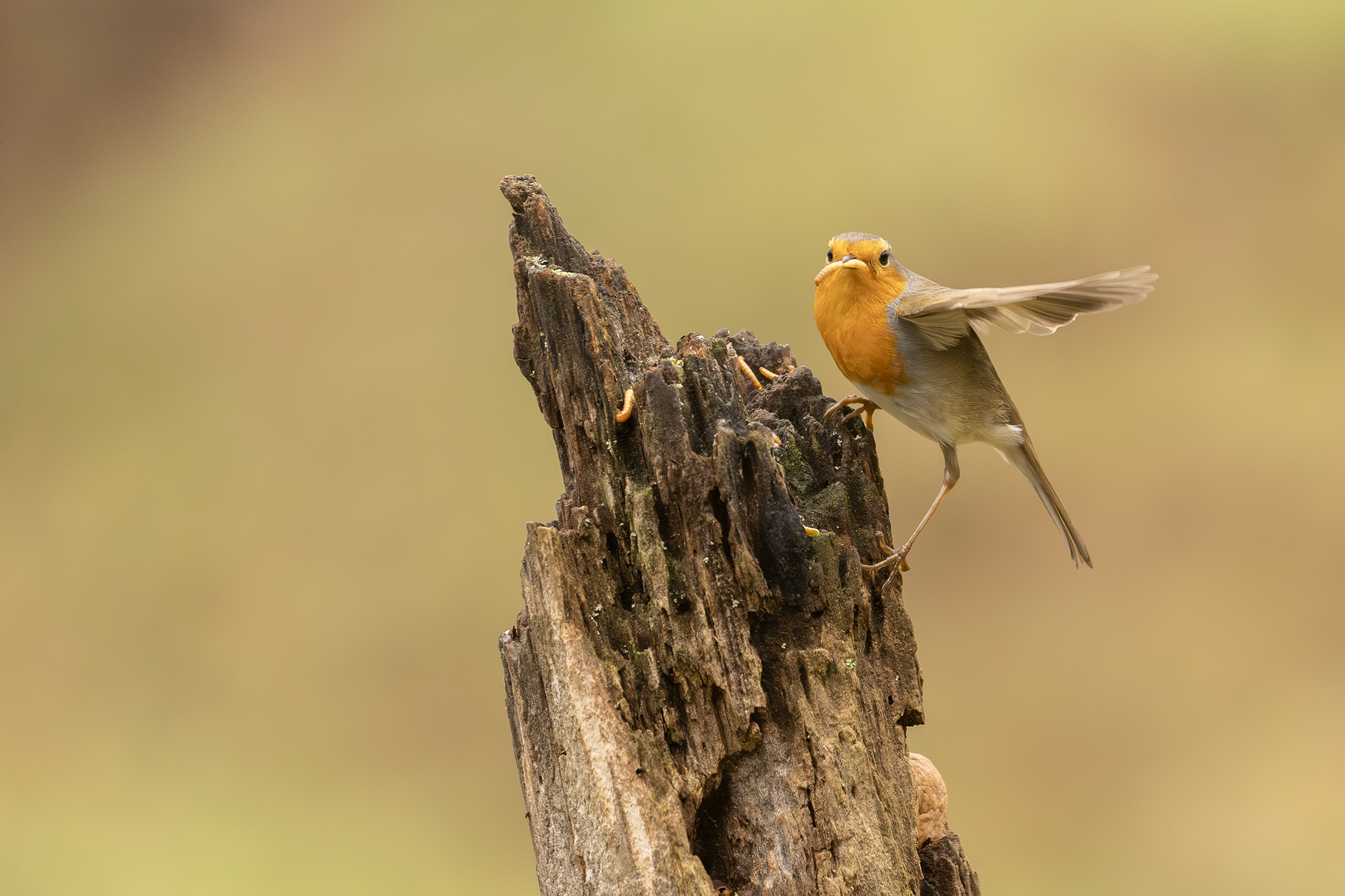 Hungry Robin