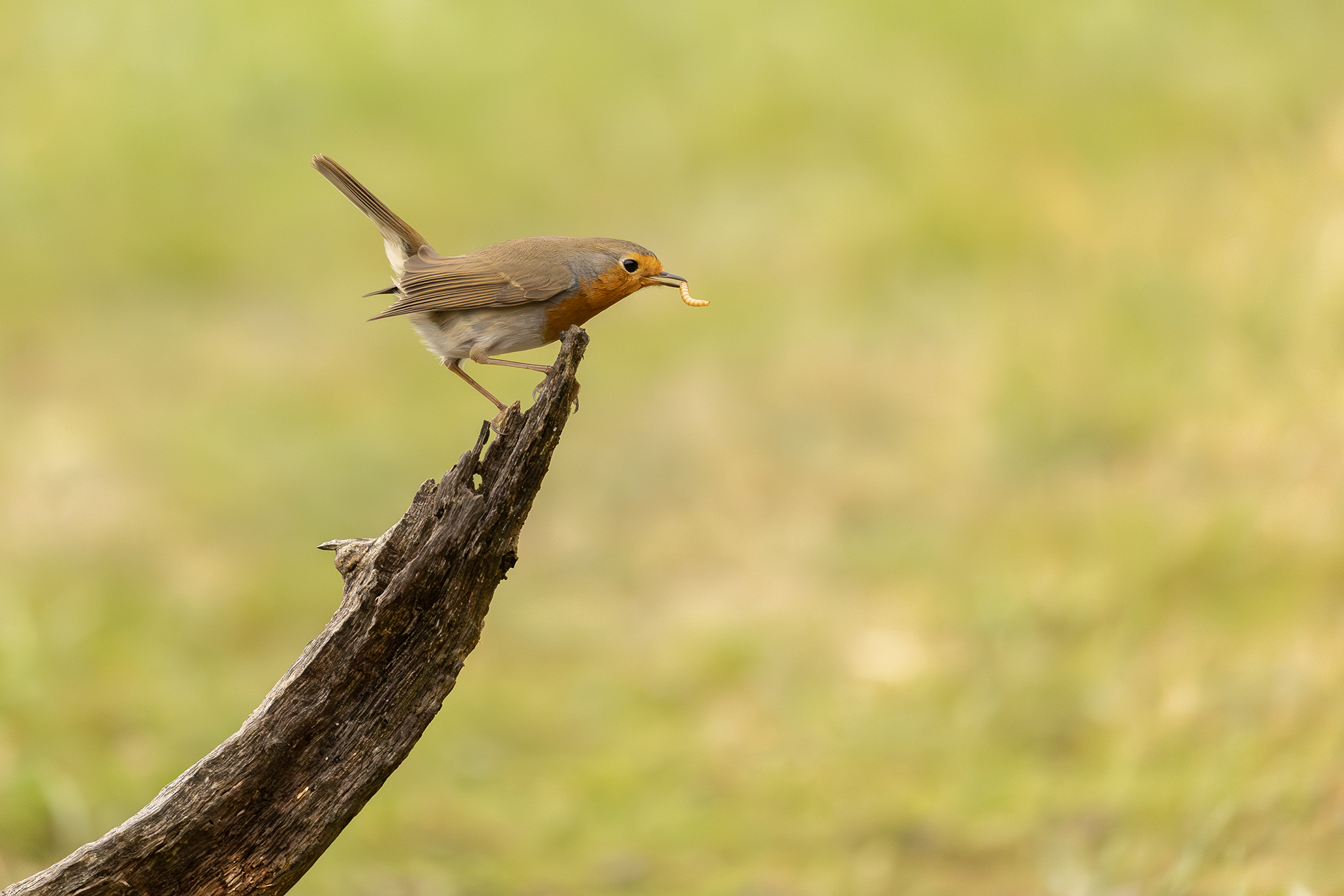 Robin posing