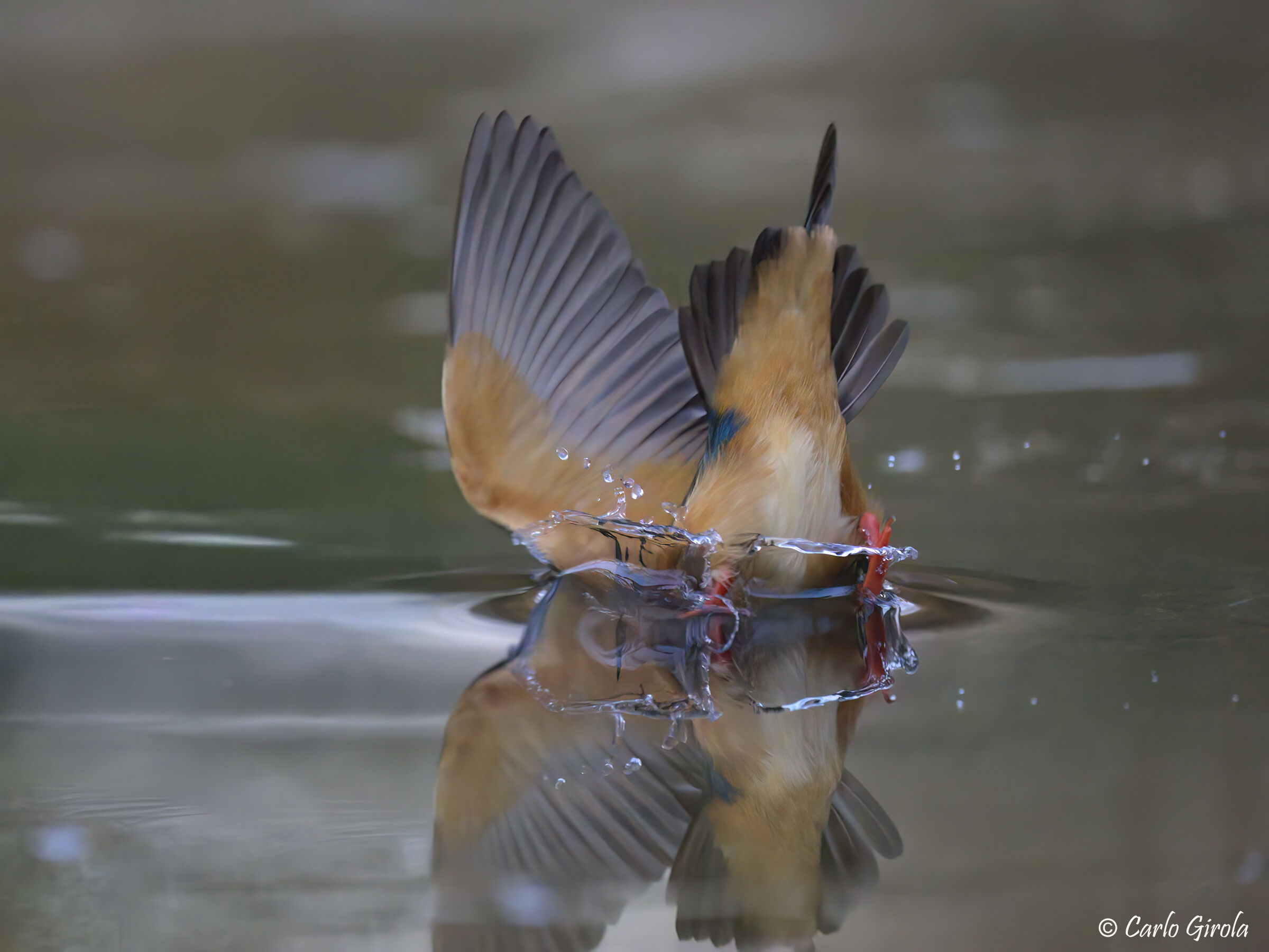 Kingfisher (Moose atthis)