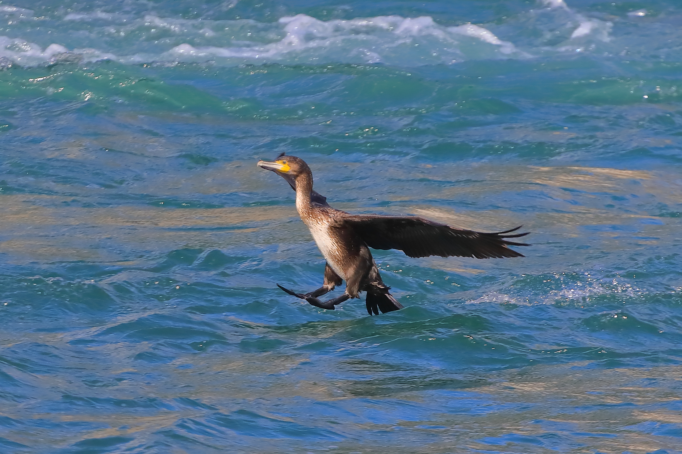 Cormorant 10 September 2025 - 0012