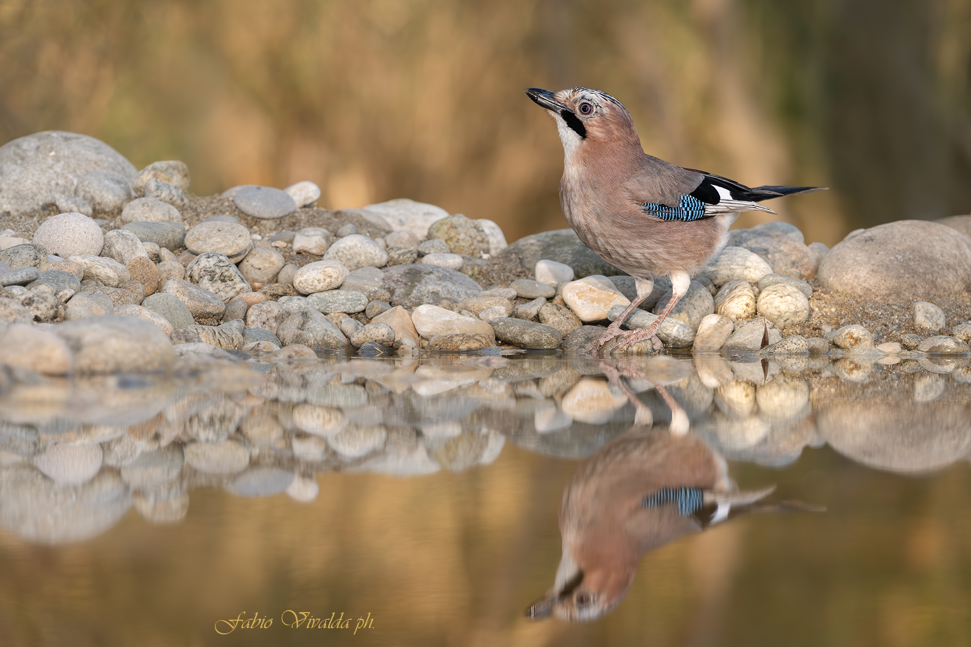 Ghiandaia allo specchio