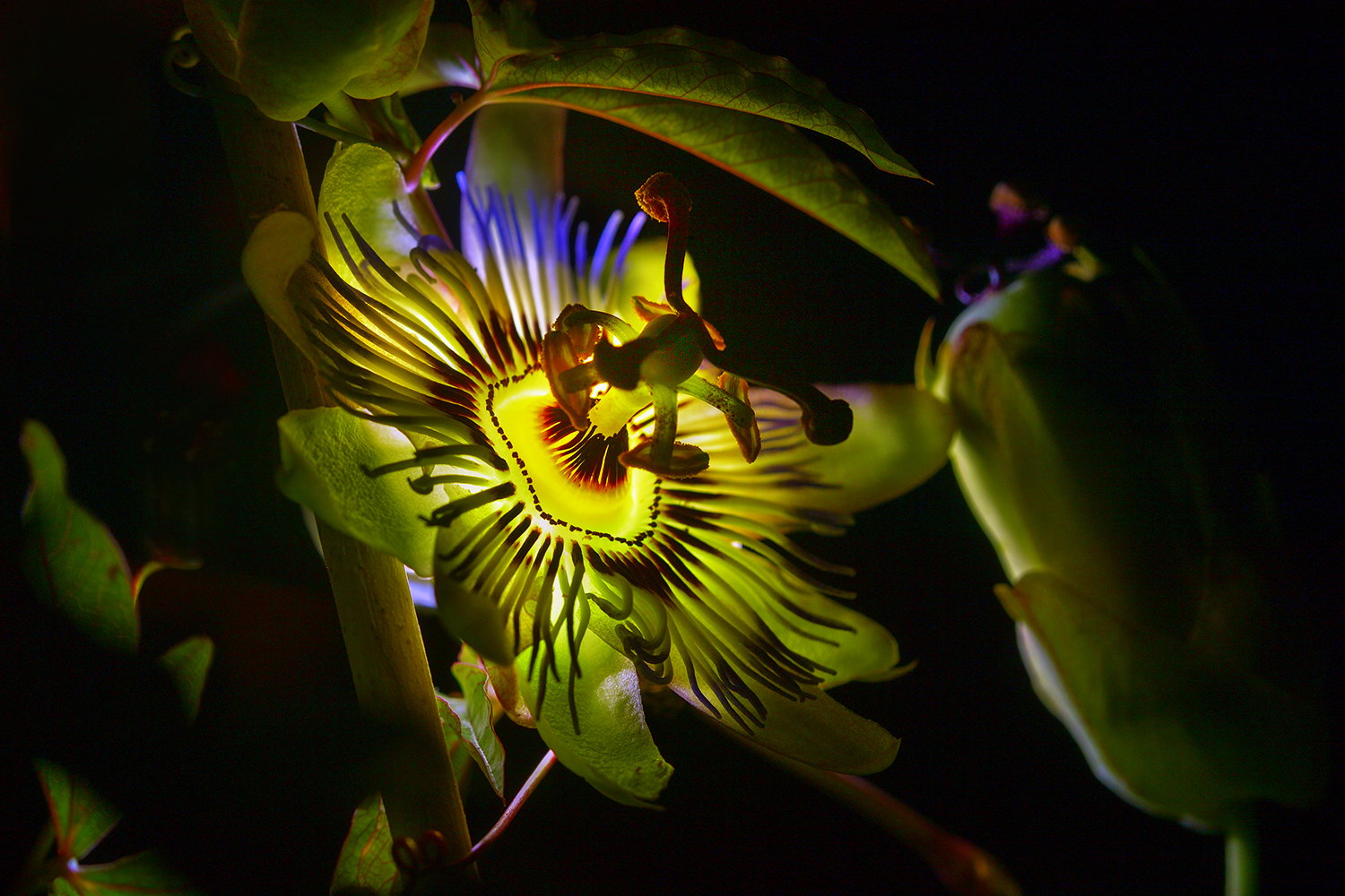 Passiflora