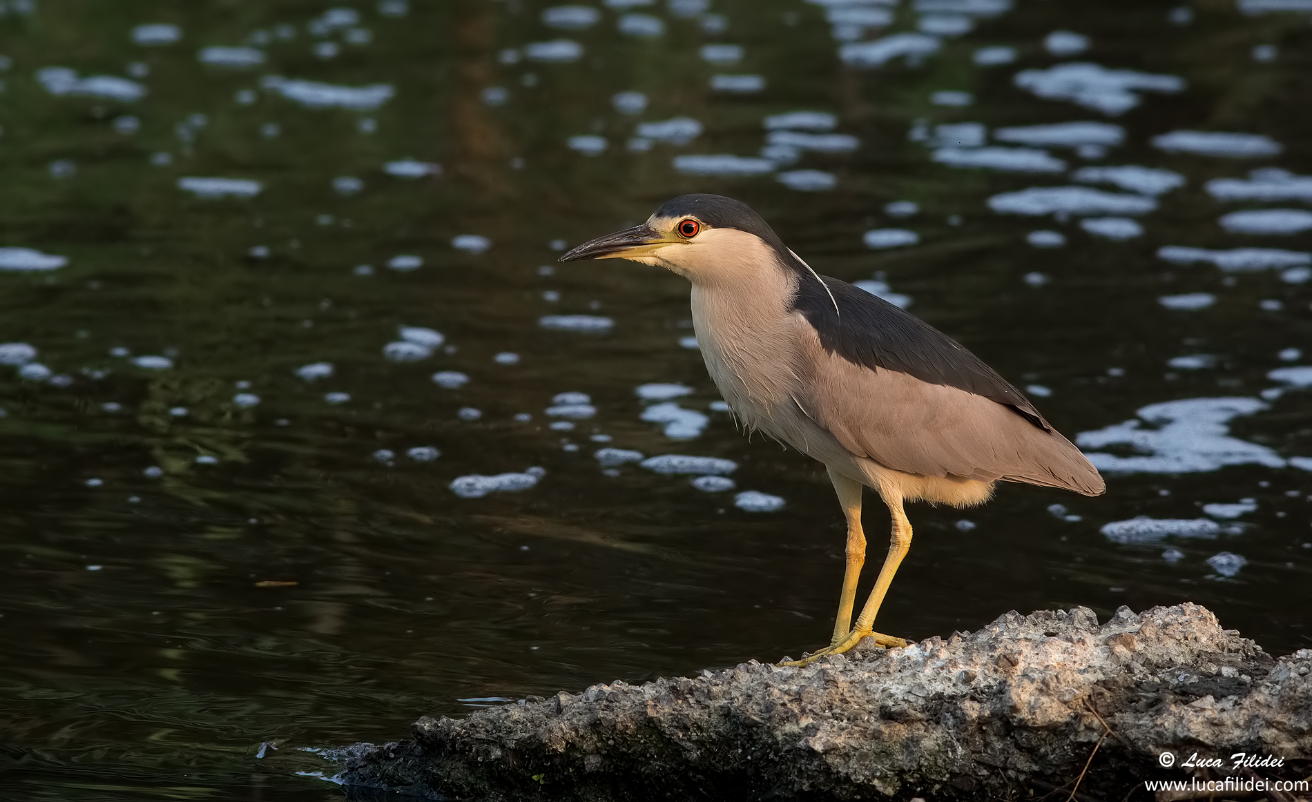 Night Heron