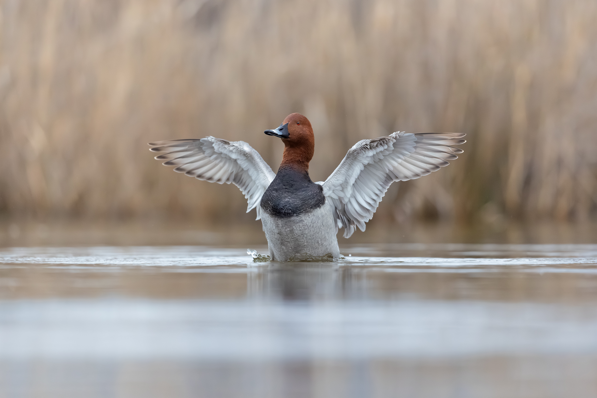 Pochard