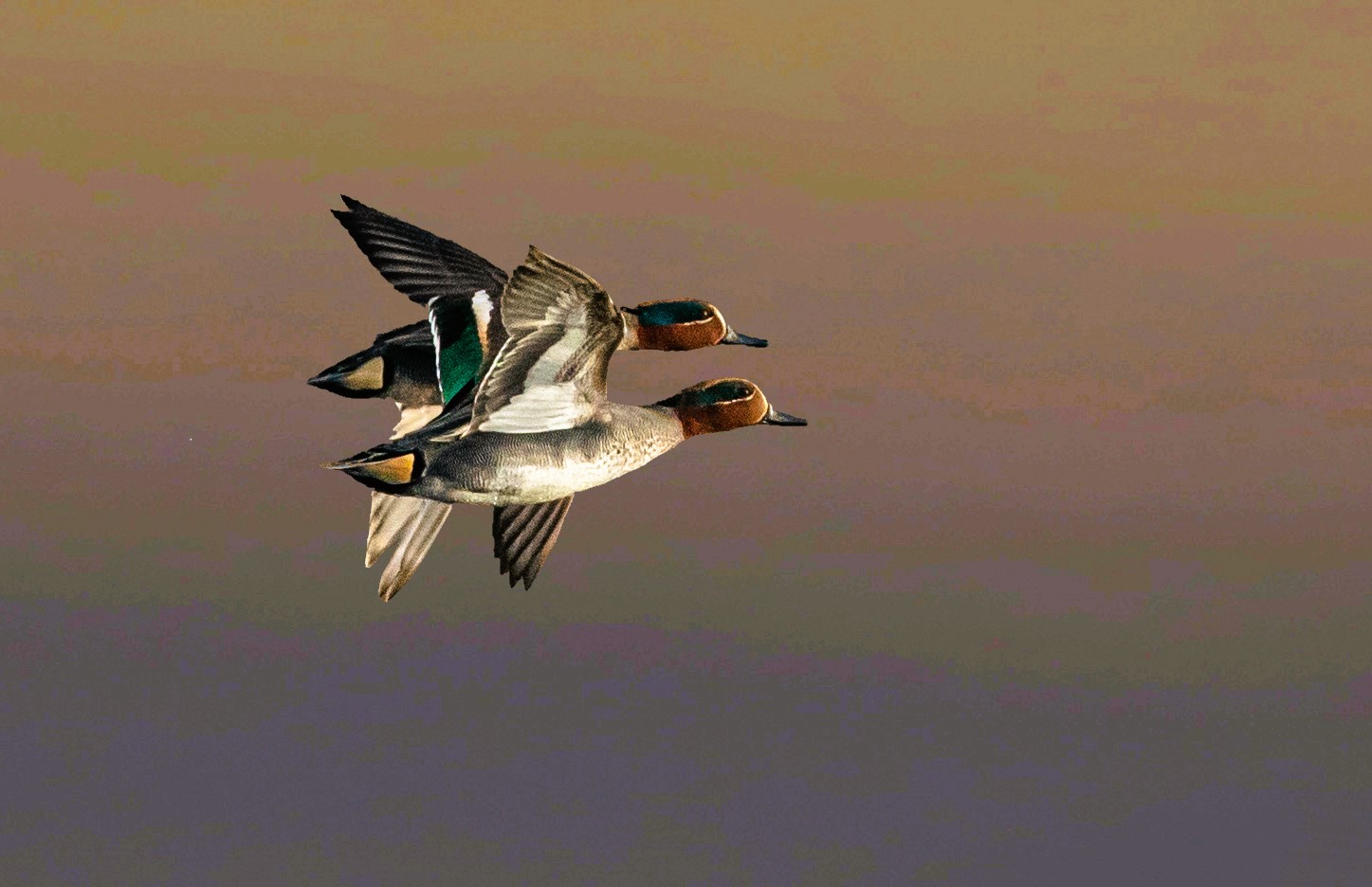 Teal