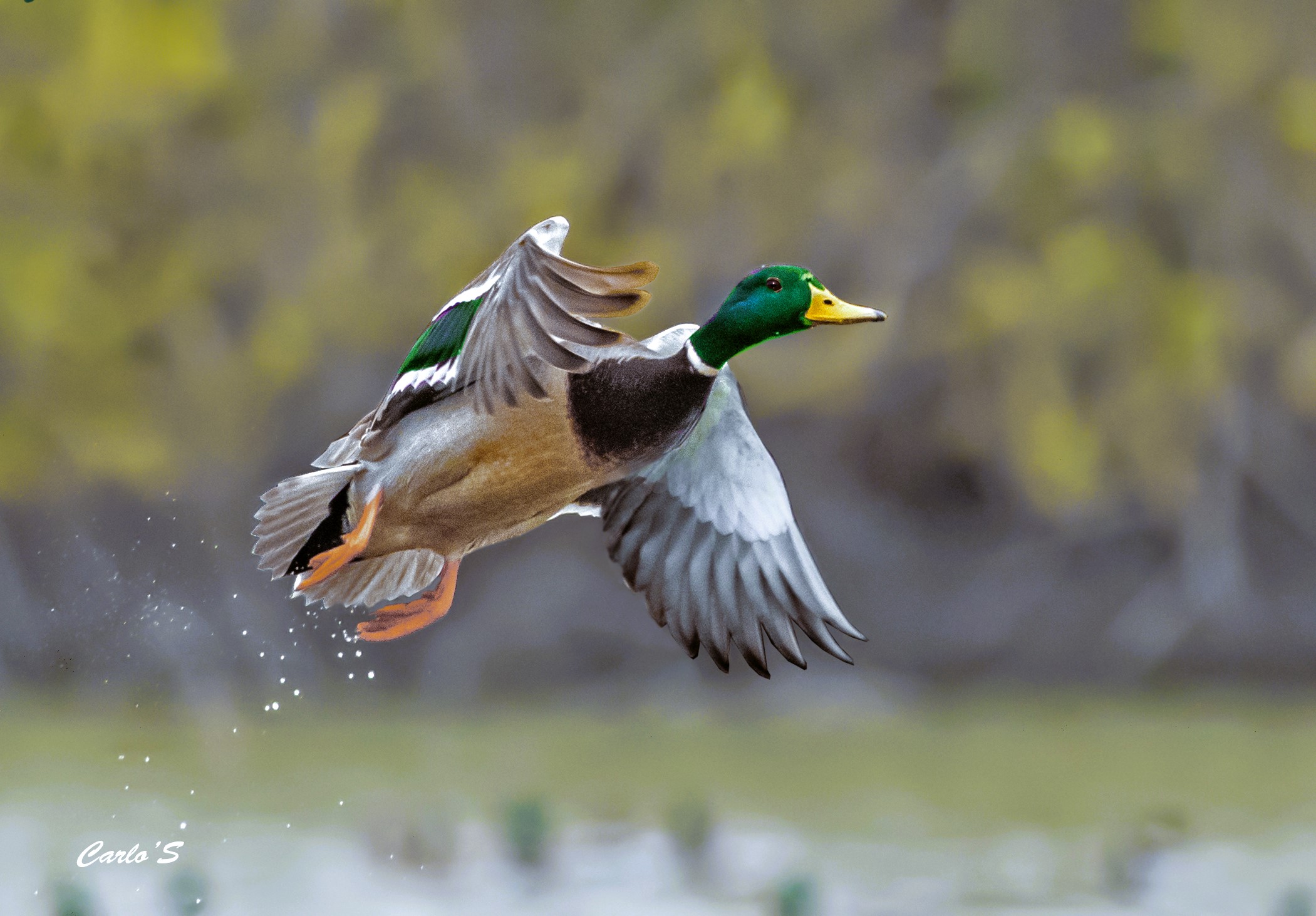 mallard