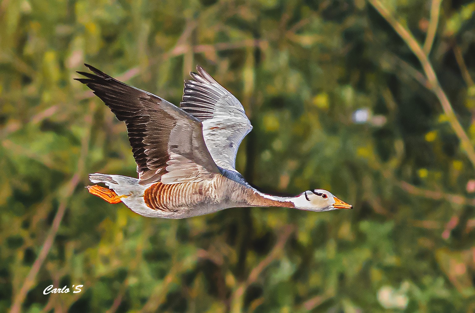 Indian goose