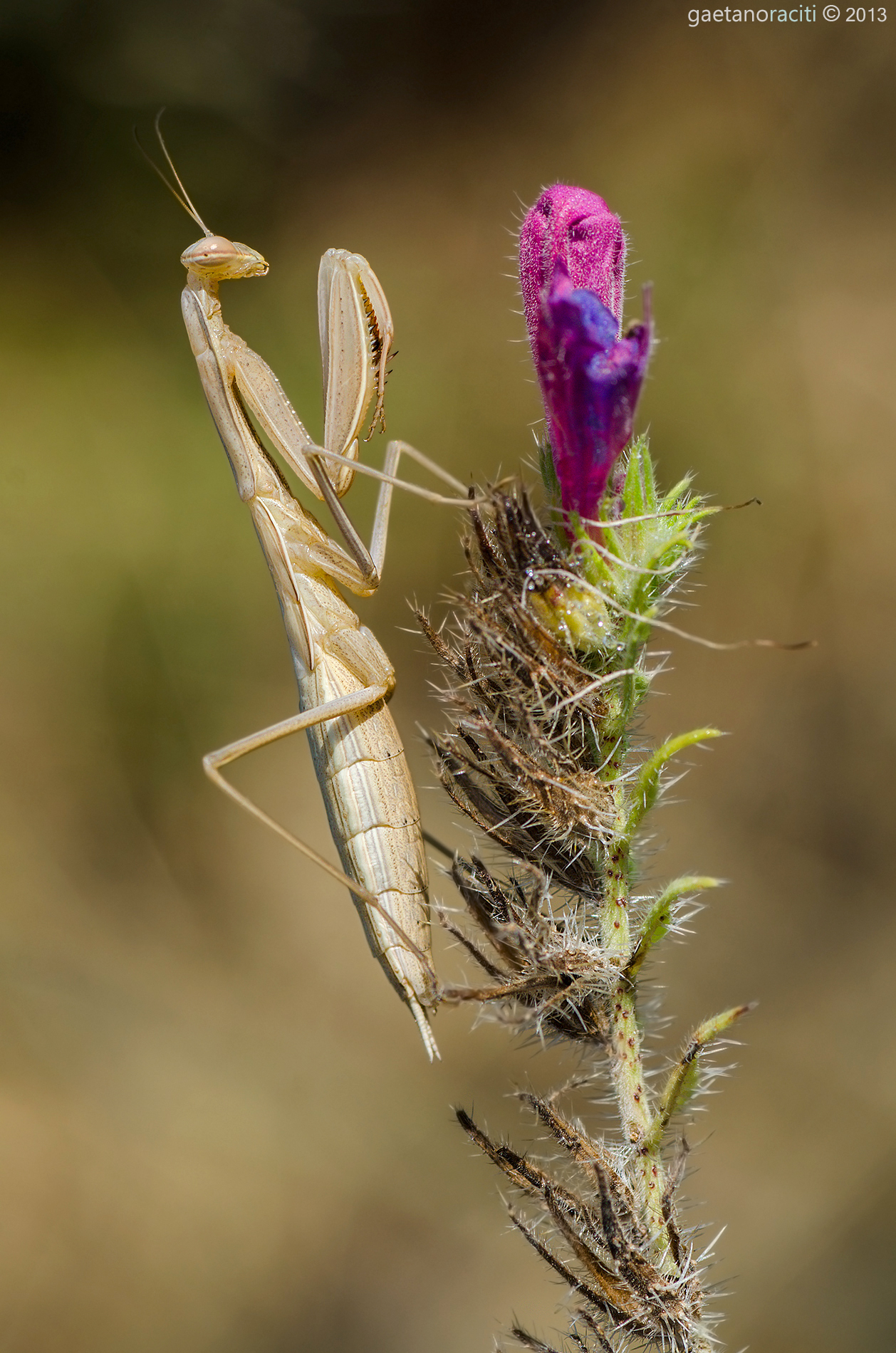 Nymph of Mantis religiosa