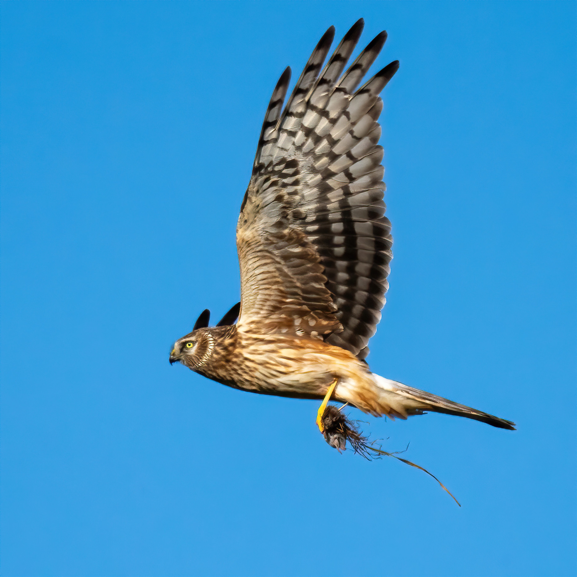 Hen Harrier (Circus cyaneus) female