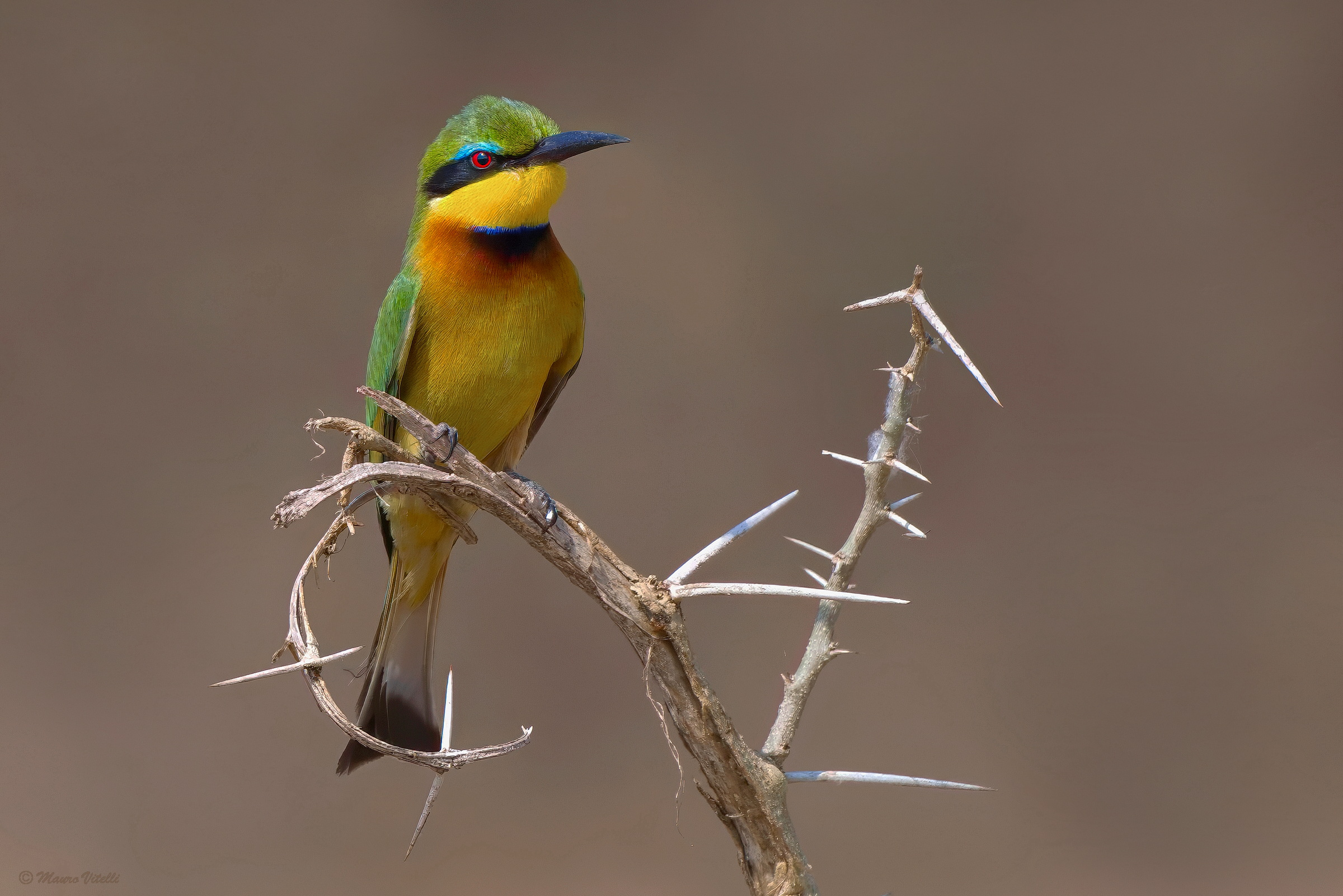 Bee-eater (Merops pusillus)