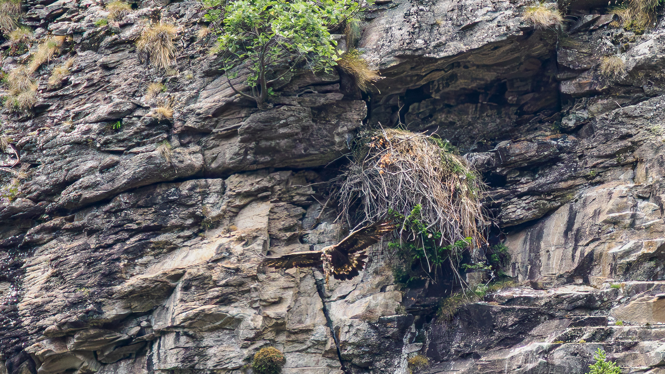 GOLDEN EAGLE