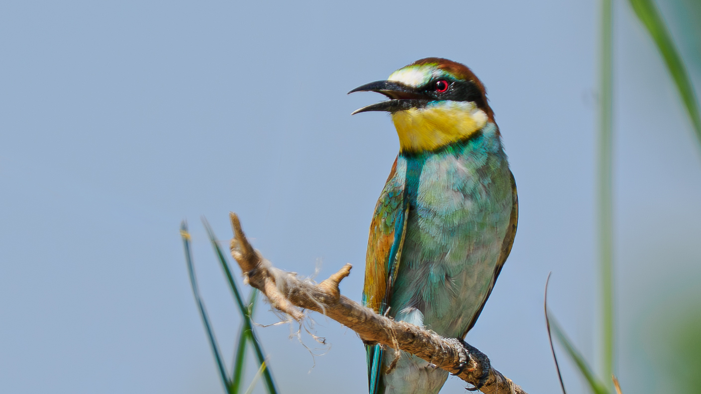 BEE-EATERS