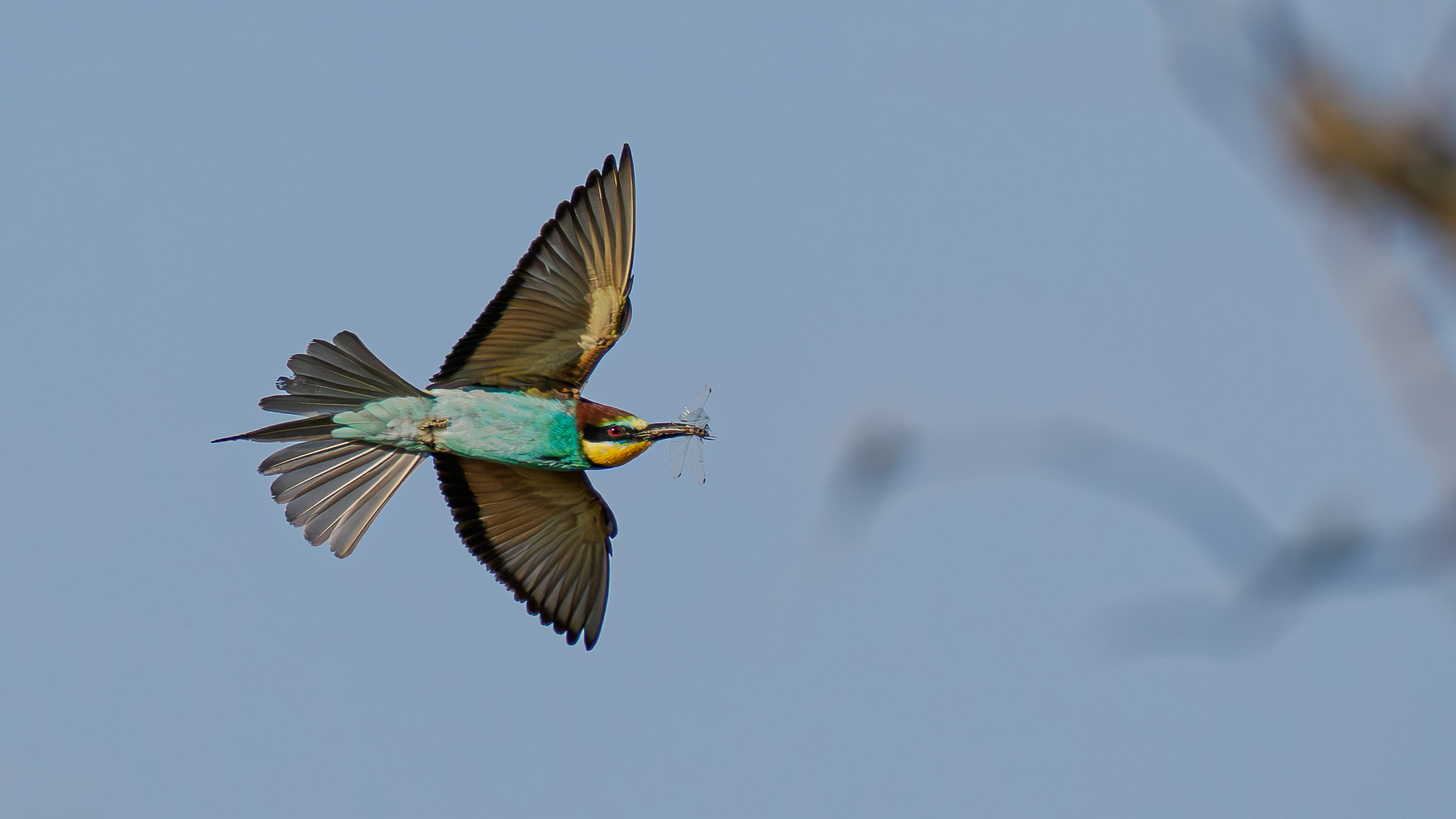 BEE-EATERS
