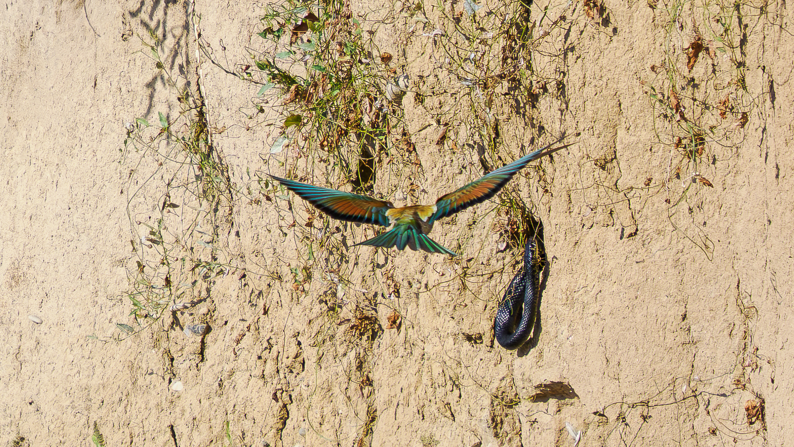 BEE-EATERS